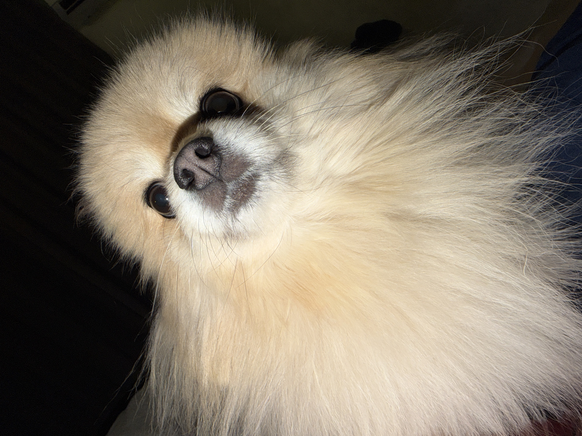 A close-up shot focuses on the face of a cream-colored Pomeranian dog. The dog's head is tilted upwards and towards the camera, with its fluffy fur filling most of the frame. Its dark, round eyes are looking directly at the viewer, and its small black nose is slightly wet. The background is dark and out of focus, with hints of a dark wall or curtain on the left and a blurred, slightly lighter area on the right. The lighting appears to be from above and slightly to the right, casting a shadow on the dog's left side and highlighting its fur. There are no visible humans or specific landmarks to indicate a location in Tbilisi, Georgia.