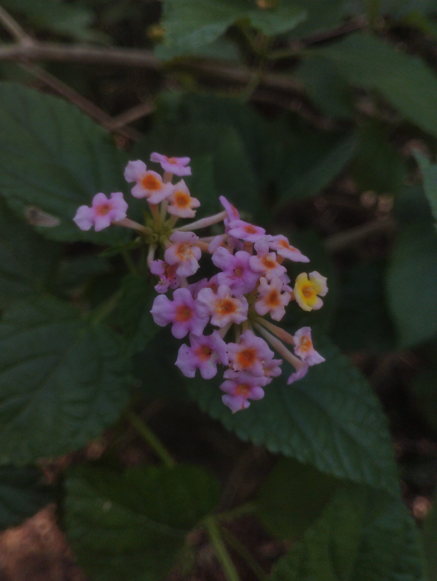 A cluster of small, pink and yellow flowers with orange centers is in focus against a dark, leafy background. One yellow flower stands out to the right of the main cluster. The scene appears to be outdoors in a natural setting.