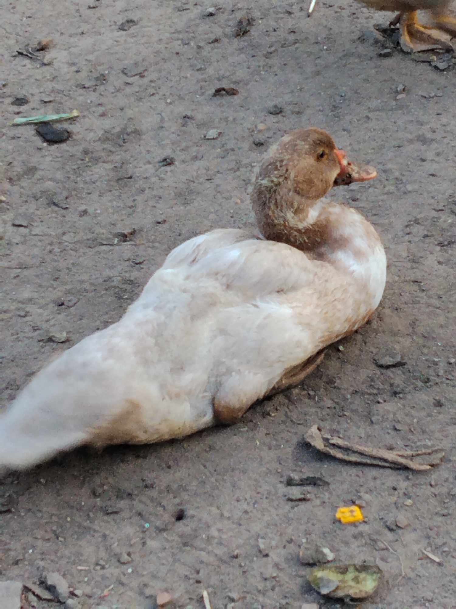 A light brown and white duck is lying on the ground in Ustyvytsia, Ukraine. The ground is a mixture of dirt and small stones, with a few scattered pieces of debris. The duck's head is turned to the right, and its beak is slightly open. Another duck's legs are visible in the upper right corner of the image.