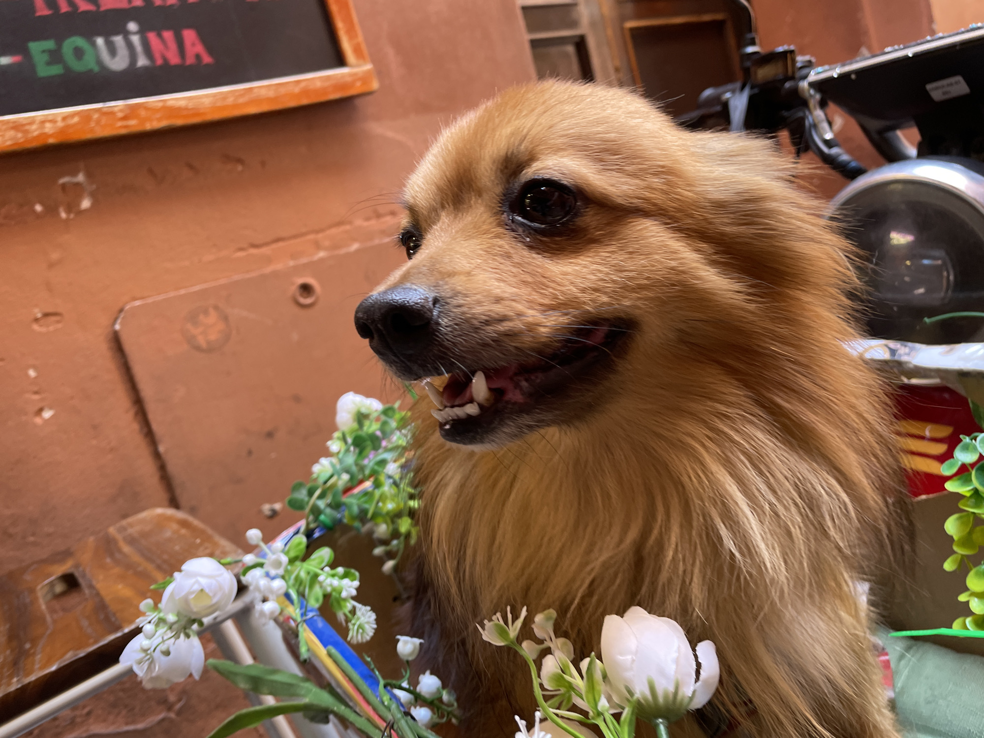 A close-up shot depicts a brown dog with long fur, positioned among white flowers. Behind the dog, a motorcycle with a round headlight is partially visible. In the background, an orange wall is seen, with a black menu board that includes the word "EQUINA" in green and red letters. The scene is located in Bologna, Italy.