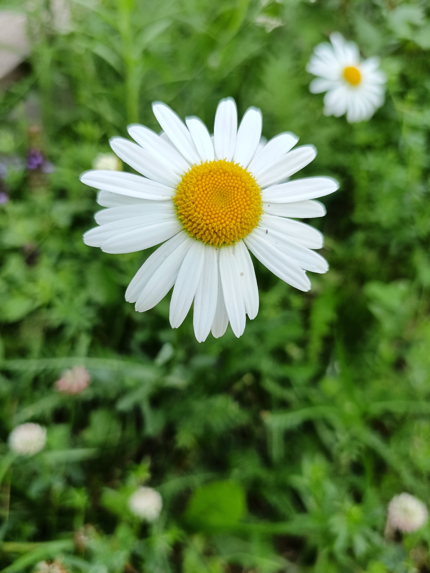 A close-up, top-down view of a white daisy with a bright yellow center is presented. The flower is in sharp focus, occupying the center of the frame. Its white petals radiate outwards, and the textured yellow center is clearly visible. In the background, a second daisy is out of focus, appearing as a blurred white and yellow shape. The rest of the background is a soft-focus blur of green foliage, suggesting a garden or natural setting. There are no people or human activity visible in the image. The scene appears to be from Lagovskoe, Russia.