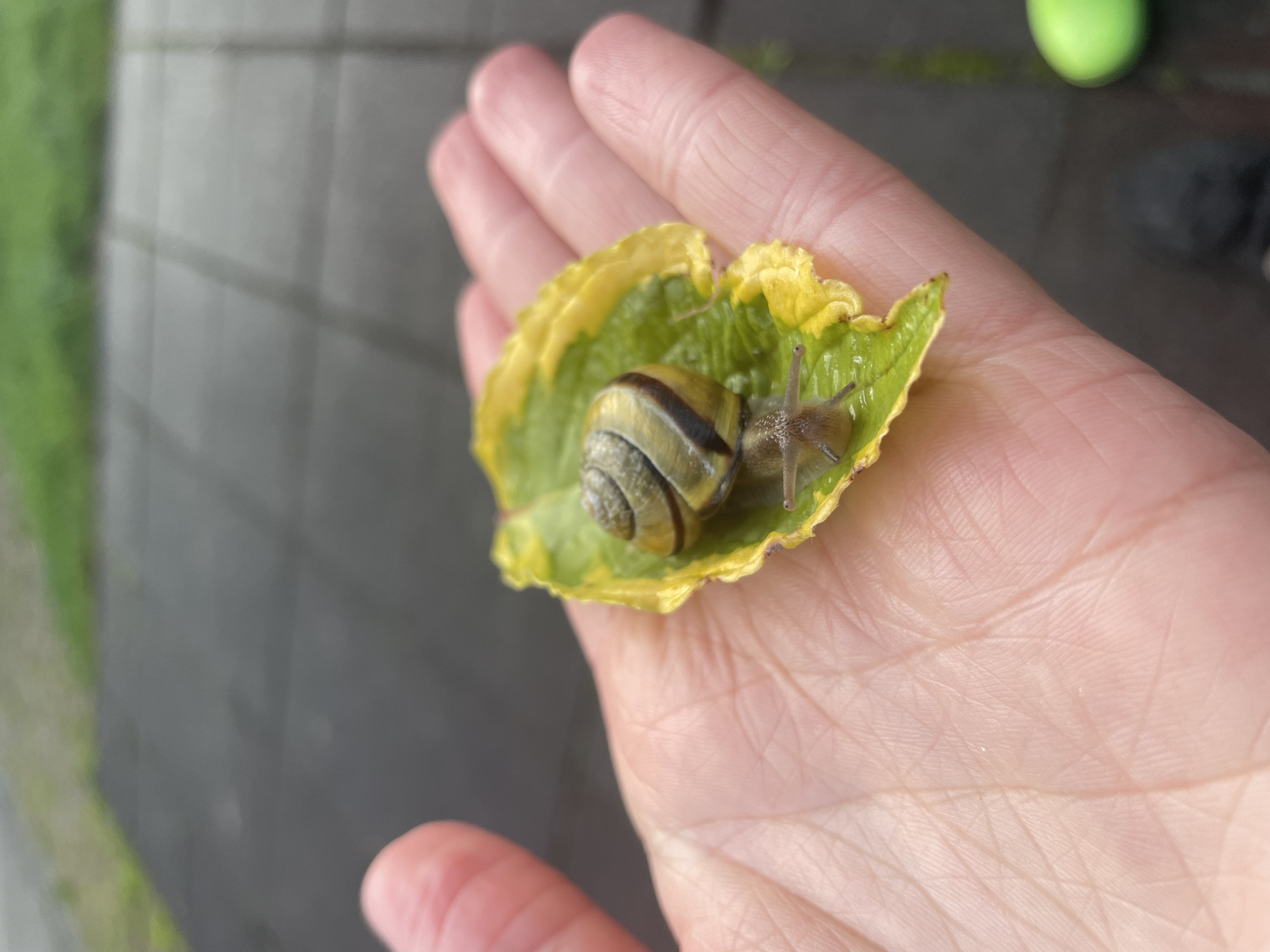 A human hand holds a leaf on which a snail rests. The leaf is yellow and green. The snail has a light brown and dark brown striped shell and is extending its antennae. The background consists of grey paving stones. The location is unknown.
