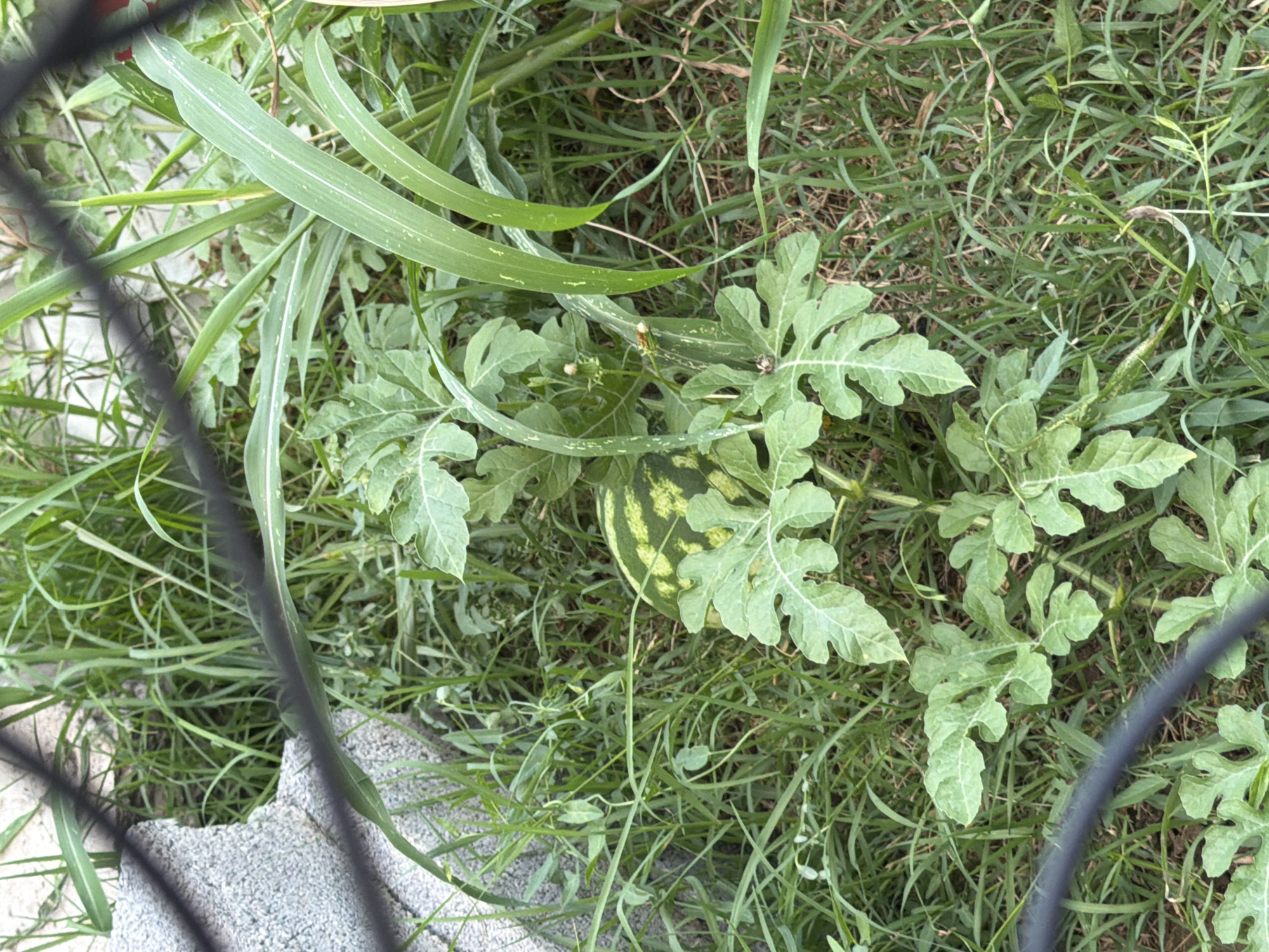 An overhead, eye-level medium shot captures a small, striped watermelon growing amidst dense green foliage and grass. The watermelon is nestled close to the ground, partially obscured by large, lobed leaves of the watermelon plant. Tall, thin blades of grass and other green plants surround the watermelon, creating a natural, overgrown environment. A black, horizontal bar, possibly part of a fence or railing, diagonally crosses the foreground of the image, partially obscuring the view. In the upper left corner, a textured, gray object, resembling a concrete block, is visible. The lighting suggests it is daytime, with natural light illuminating the scene. The image appears to be taken outdoors in a garden or natural setting, likely in the city of Tbilisi, Georgia, given the context of the query. No people are present in the image.