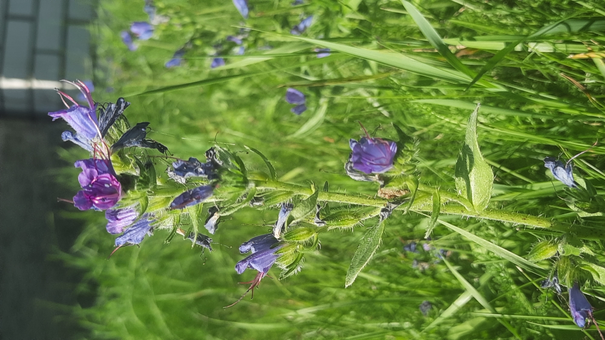 A close-up, vertical, outdoor shot captures a single flowering plant with prominent purple and blue blossoms amidst lush green grass. The plant has a rough, hairy stem with several leaves. The blossoms are small and star-shaped, with some appearing wilted or dried. In the background, the out-of-focus foliage suggests a natural or park-like setting, with a hint of a white brick structure in the upper right corner. The lighting indicates daylight, casting shadows on the plant. The image does not depict any people, animals, or specific landmarks that would identify its location within the city of Shklov, Belarus.