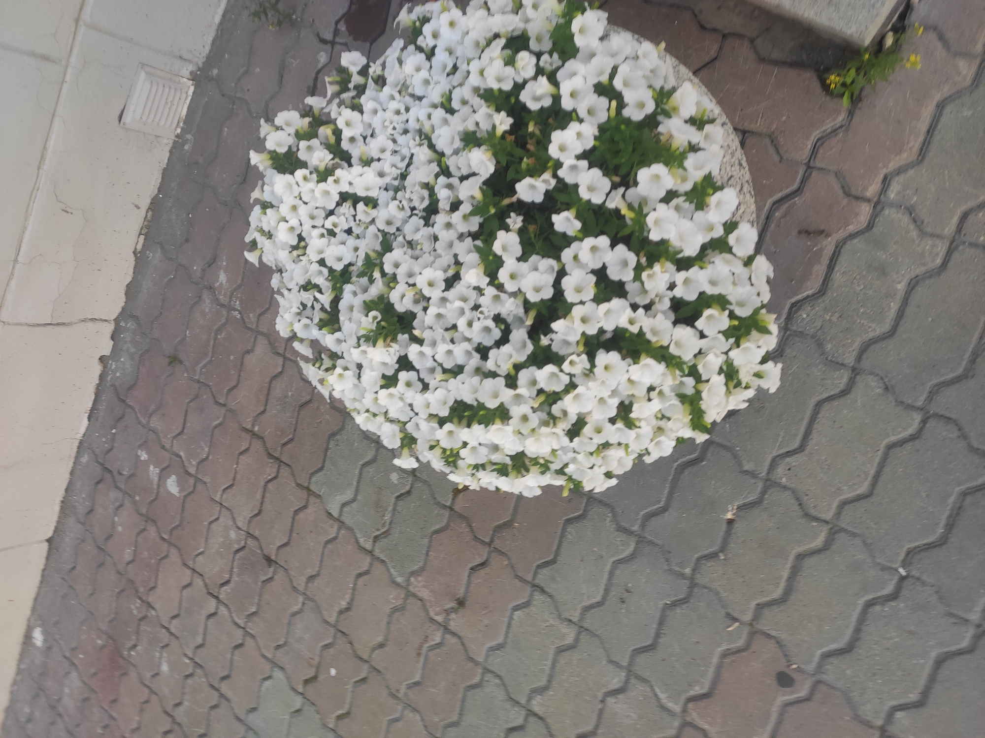 The image shows a large planter filled with white petunias on a sidewalk. The sidewalk is paved with interlocking, grey and brown interlocking concrete pavers. The planter is round and appears to be made of concrete or stone. In the background, there is a light-colored wall with some signs of wear and a white vent. The scene is outdoors, likely in a public space. The image does not show any people or actions. The location is Yekaterinburg, Russia, but there are no specific landmarks or clues to identify a precise spot within the city.