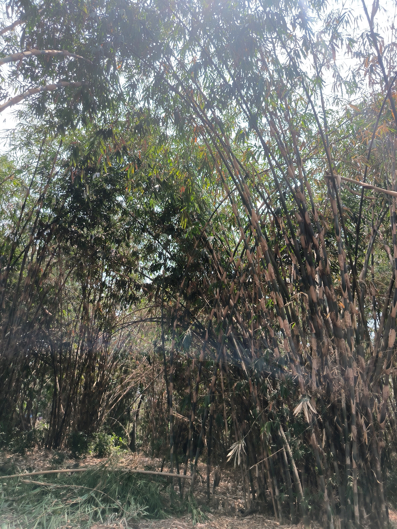 The image depicts a dense grove of dark bamboo stalks in Karangklesem, Indonesia. The bamboo is tall and closely packed, with many stalks leaning into the frame from the right and center. The stalks have a mottled appearance, with darker, almost black sections alternating with lighter brown and green hues. The leaves are predominantly green, with some appearing dried and yellowed, creating a thick canopy that filters the sunlight. The ground is covered with fallen bamboo leaves and some cut bamboo pieces are visible in the foreground. The overall impression is one of natural, untamed growth within a forest-like environment.