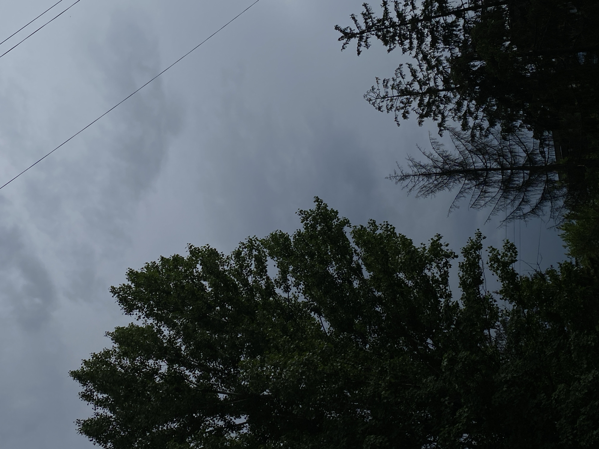 The image shows a view of the sky through trees. The sky is overcast and gray. In the top left corner, power lines are visible. In the top right corner, silhouetted tree branches can be seen. The bottom of the image is filled with a tree with green leaves. The location of the city is unknown.