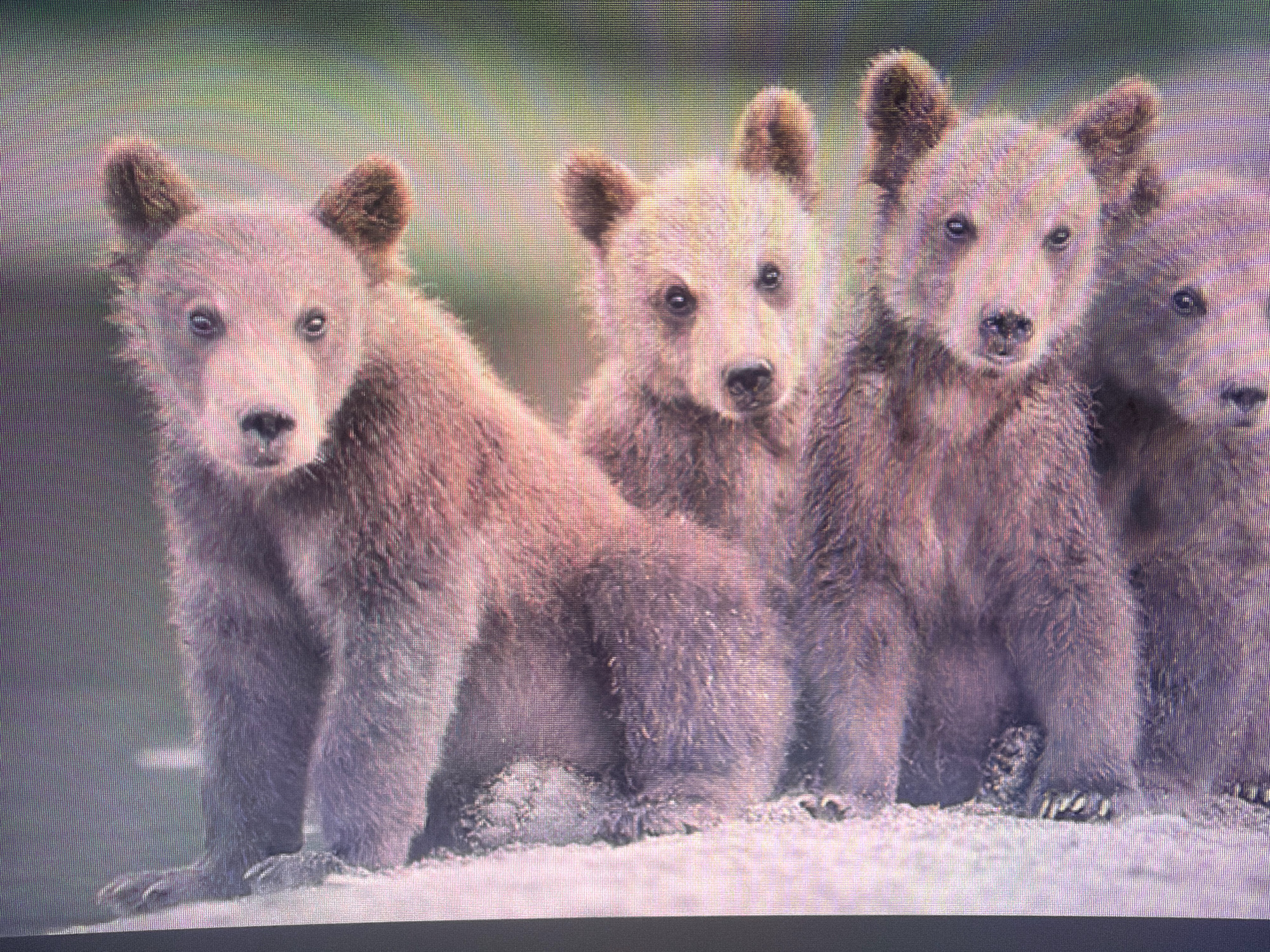 The image shows a group of four bear cubs sitting in a row on a snowy surface, with a blurred green background. The cubs are light brown with fluffy fur and have distinct ears and facial features. They appear to be looking in the same direction, towards the viewer. The cub on the far left is most prominent, with the other three to its right partially obscured. The lighting suggests it is daytime, possibly overcast given the soft shadows. The image is of a natural setting and does not depict any elements related to the city of Zarafshan, Uzbekistan.