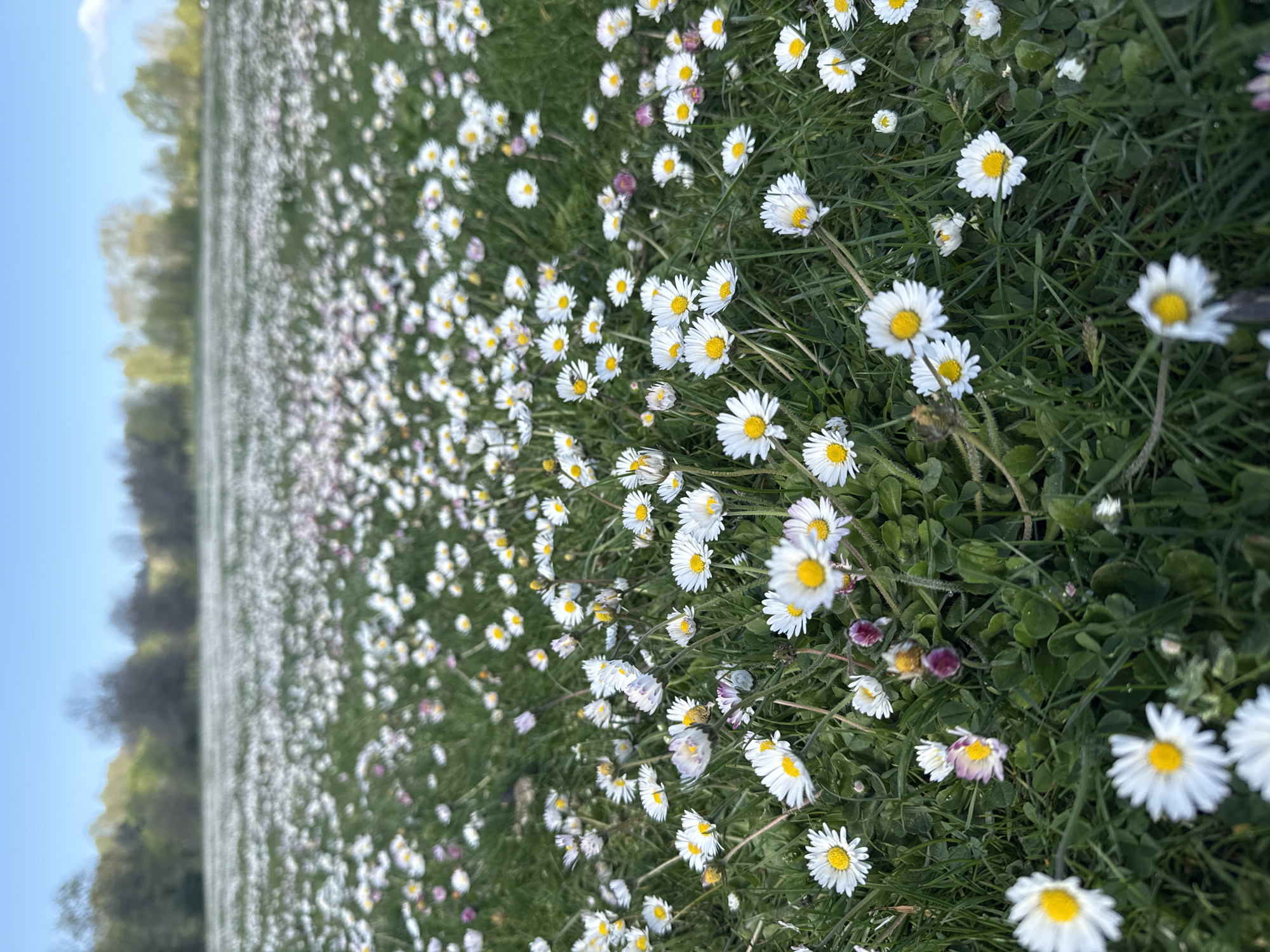 A vibrant, sunlit field is depicted, densely covered with small white and yellow common daisies (Bellis perennis) and lush green grass. The daisies feature bright white petals surrounding distinct yellow centers, with some flowers exhibiting subtle pinkish tints on their outer petals. The foreground flowers are in sharp focus, while the vast expanse of the flowery meadow recedes into a soft blur towards the horizon, suggesting a shallow depth of field.
In the mid-ground and background, a line of trees forms a natural boundary. These trees show a mix of green foliage and some bare branches, characteristic of early spring or possibly late autumn. Above the trees, a clear, light blue sky dominates the upper portion of the frame.
The photograph captures a peaceful outdoor scene with bright, natural lighting, indicating daytime. There are no discernible activities or people present. The overall impression is one of natural beauty and tranquility, likely a meadow or park environment in Vancouver, Canada, during a season when daisies are abundant. No text is visible in the image.