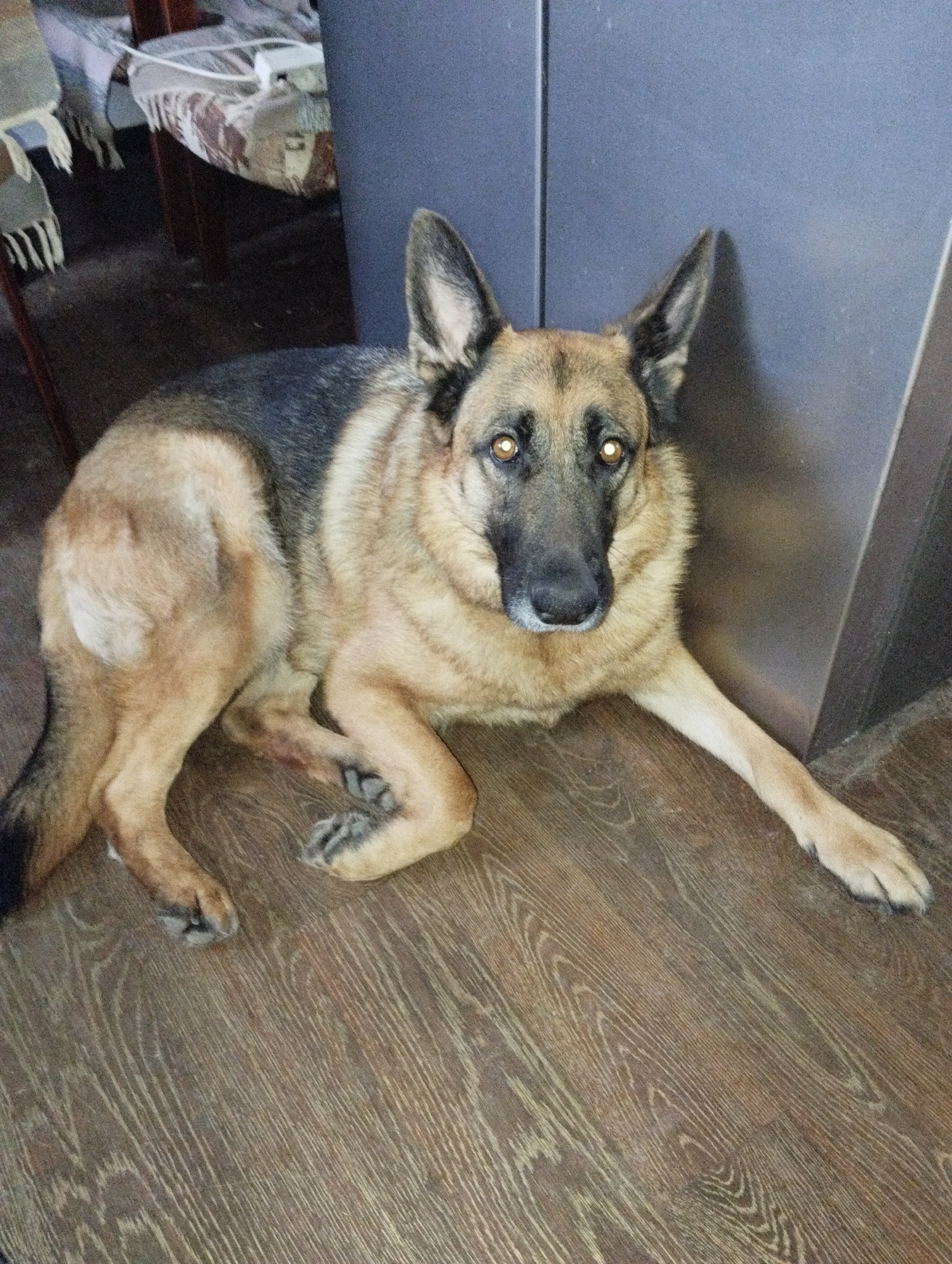 A German Shepherd dog lies on a wood-grain floor, extending its front right leg straight out. The dog is positioned next to a gray wall or cabinet. A partially visible table and chair are in the background. The location of the photo is a domestic indoor setting; there is no information to confirm that this is in Votkinsk, Russia.