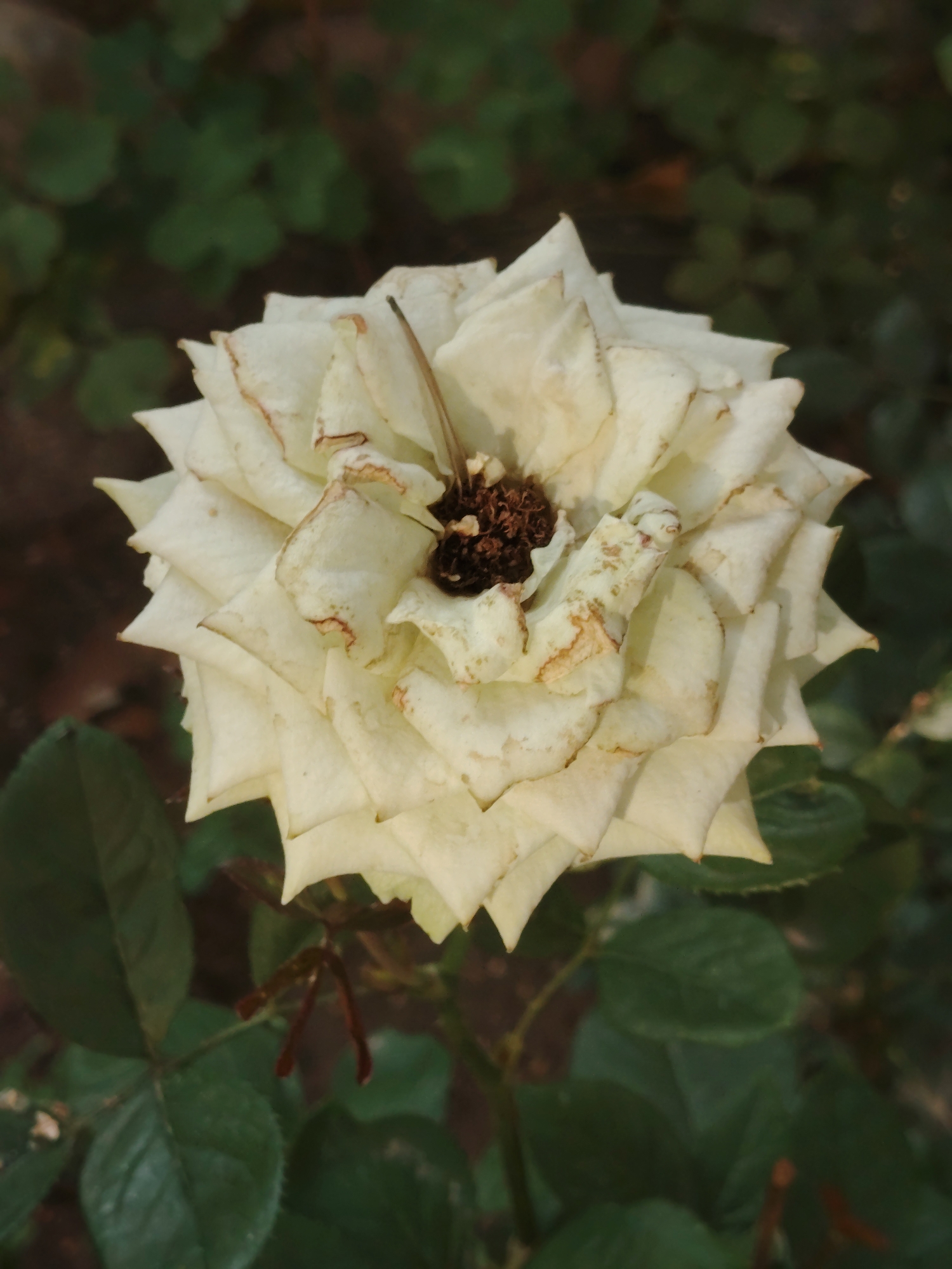 A close-up, top-down shot shows a wilting white rose with brown edges on its petals. The rose is centered in the frame, with its petals opening outwards. In the center of the rose, a dark brown stamen is visible. The background consists of blurred green foliage and dark soil, suggesting an outdoor garden setting. The image does not contain any specific information about the city of Astana, Kazakhstan.
