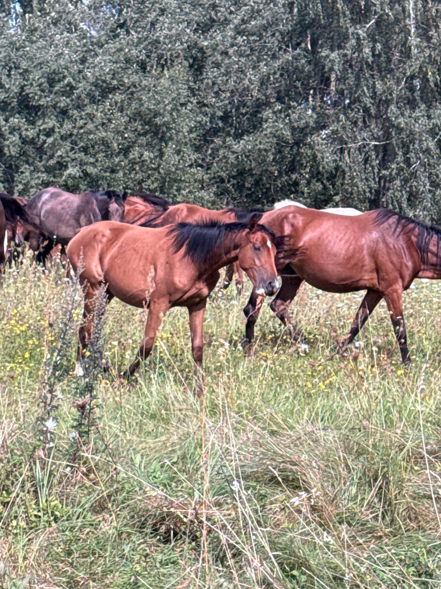 In the city of Galinė, Lithuania, a herd of horses grazes in a field of tall green grass dotted with yellow and white wildflowers. The horses are of various colors, including brown and gray. Some are standing while others are partially obscured by the vegetation. In the background, a dense wall of green trees forms a natural backdrop. The lighting suggests a daytime scene, possibly late morning or afternoon, with the sun illuminating the field and highlighting the textures of the grass and the horses' coats. The image captures a serene moment of the animals in their natural environment.