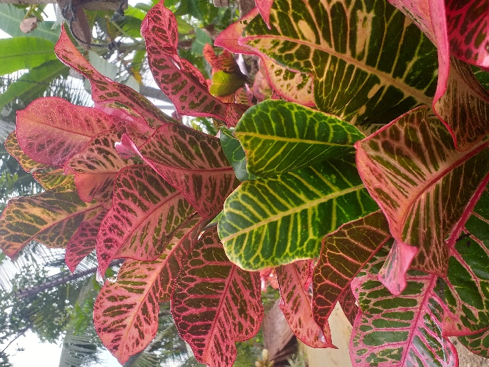 Close-up of a Croton plant with vibrant, multicolored leaves. A mix of red, pink, green, and yellow hues blend across the foliage, featuring intricate patterns of veining and coloration. Some leaves exhibit a mottled texture, while others display distinct stripes. The leaves vary in size and shape, creating a dynamic and visually appealing display of tropical flora. Background vegetation blurs behind the central focus.