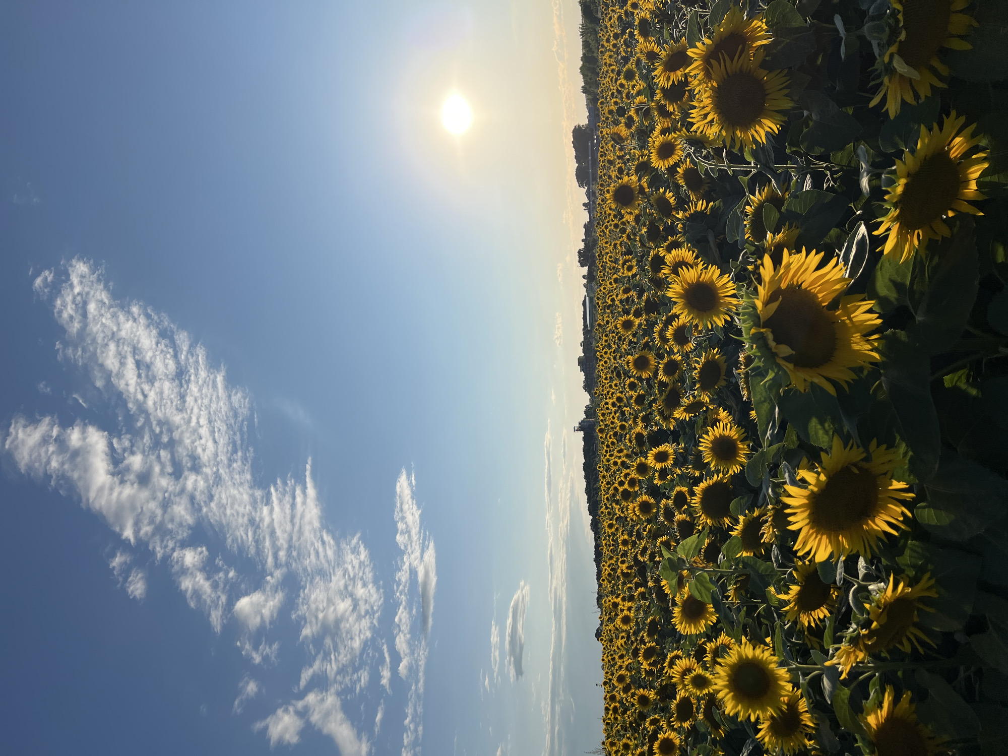 A vast field of sunflowers stretches towards the horizon under a bright, sunny sky. The sunflowers, in full bloom, face the sun, their yellow petals radiating warmth. The sky is a vibrant blue, dotted with scattered white clouds, and a brilliant sun is visible in the upper right corner, casting a warm glow over the scene. In the distance, a line of trees and some buildings can be seen, suggesting the presence of a settlement or town. The image captures a serene and picturesque landscape, likely in a rural area. The location is identified as Ostriv, Ukraine.