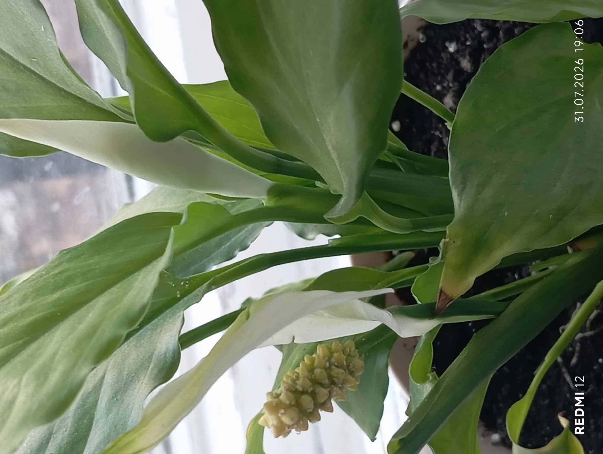 The image shows a close-up of a potted Peace Lily plant with green leaves and white flowers. There is also a cluster of what appears to be developing seed pods on one of the stalks. The plant is in soil, and the pot is visible at the bottom. The background is out of focus, showing a window with vertical blinds and the hint of a sill. Text overlays at the bottom indicate "REDMI 12" and a date and time stamp of "31.07.2026 19:06". There are no people or animals present in the image, and no specific location in the city of Smila, Ukraine, is identifiable.