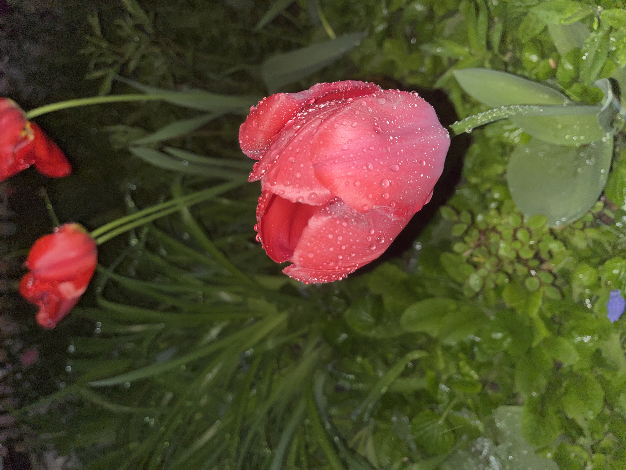 This close-up outdoor photograph features a vibrant red-pink tulip, heavily covered in glistening water droplets, serving as the primary subject. The tulip is partially open, showcasing its delicate petals. Its stem extends towards the left, leading to another, less distinct, red tulip in the blurry background. A third, out-of-focus red tulip is visible on the far left.
The setting appears to be a garden or natural green space, with various types of foliage and grass filling the background and foreground. These plants also bear numerous small water droplets, suggesting recent rain or dew. The lighting is dim, indicating either early morning, twilight, or nighttime conditions, possibly with artificial light illuminating the subjects. The background foliage is a mix of dark and medium greens, creating a soft, blurred effect that emphasizes the sharp focus on the central tulip.
Notable details include the clarity and volume of the water droplets on the tulip petals and leaves, which catch the light and add texture. The shallow depth of field keeps the main tulip distinct against the muted green backdrop. In the bottom right corner, a small, subtle splash of purple/blue is visible among the greenery, possibly another tiny flower or plant. There is no discernible activity taking place, beyond the serene presence of the rain-kissed flowers. No visible text is present in the image. The location context provided is Sofia, Bulgaria.