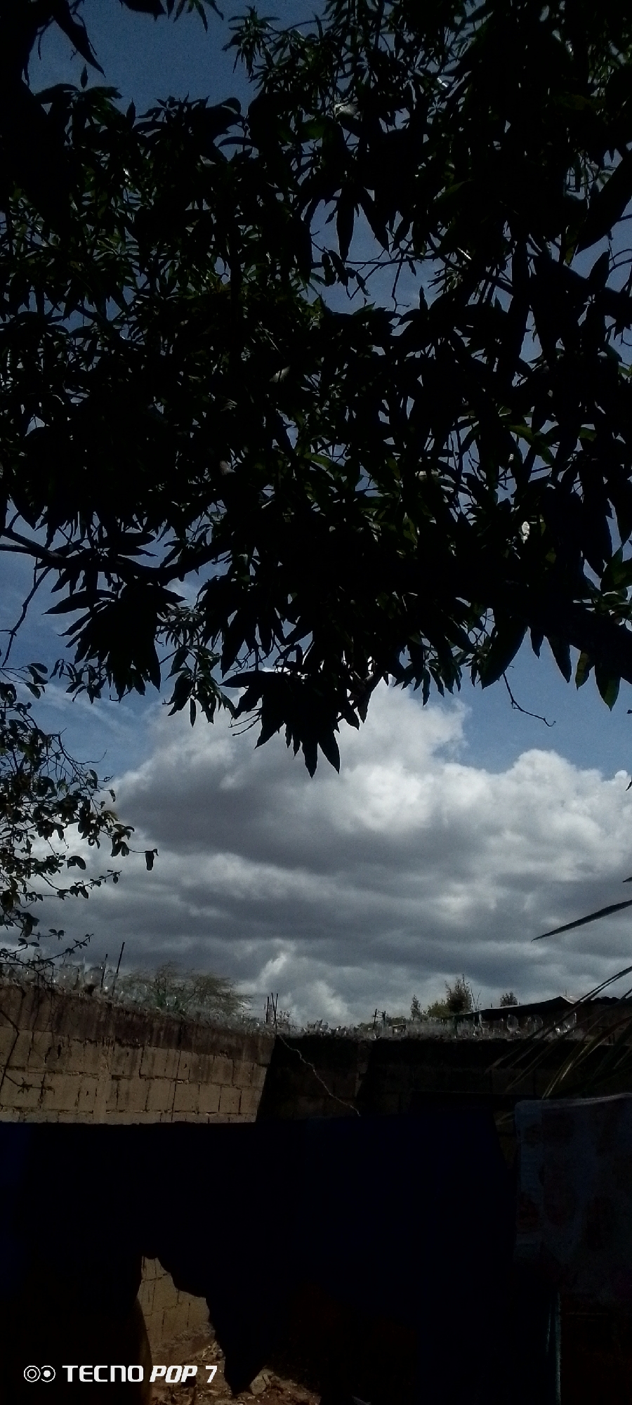 The image presents an outdoor scene characterized by strong contrasts and silhouetted elements. The upper half of the frame is filled with the dense, dark foliage and branches of a large tree, likely a fruit tree given the shape of the leaves (e.g., mango). These leaves are heavily silhouetted against a sky that transitions from clear blue patches in the uppermost corners to white, fluffy cumulus clouds interspersed with the blue.
Below the tree canopy, a distinct horizon line is formed by a masonry wall, appearing to be constructed of rough-hewn blocks or concrete. This wall exhibits textures and variations consistent with age or weathering. Embedded along the entire visible top edge of this wall are numerous sharp shards of broken glass, arranged as a security measure. Beyond the wall, in the mid-distance, indistinct vegetation and rudimentary structures, possibly with corrugated metal roofs, are visible under a sky dominated by a broad band of dark grey, layered clouds, suggesting an approaching weather front or specific cloud formation. A single, dark, elongated object, possibly a piece of fabric or plastic, hangs suspended from a branch or wire in the mid-left portion of the frame, silhouetted against the clouds.
The lower quarter of the image is profoundly underexposed, rendering it almost entirely black, making any detailed observation of the immediate foreground or ground impossible. No human subjects, animals, or explicit actions are depicted. The bottom-left corner contains a white watermark stating "TECNO POP 7," identifying the camera used. The scene provides no specific visual landmarks or architectural details that definitively confirm its location as Altagracia, Venezuela.