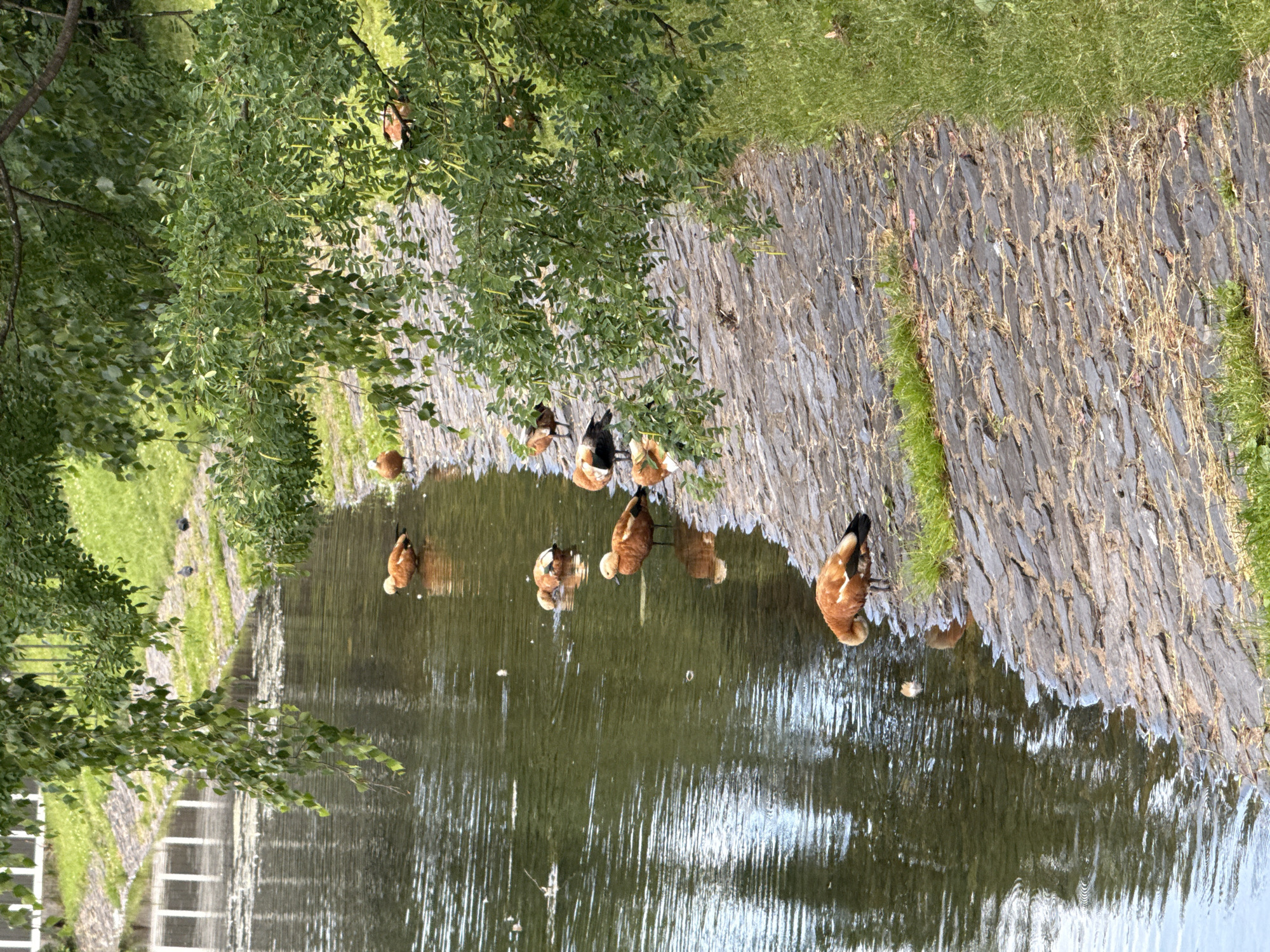 A body of water, likely a pond or slow-moving river, is bordered by a stone pathway and lush green foliage. Several ruddy shelducks, characterized by their reddish-brown plumage and black markings, are visible in the water and along the bank. Some are swimming, while others are standing or dipping their heads into the water. The scene appears to be set in a park or natural area, given the presence of trees, grass, and the ducks. The lighting suggests it's daytime, with bright, diffused light indicating possibly overcast conditions or a shaded area. The water reflects the surrounding greenery and the sky, creating a serene and naturalistic atmosphere. A small number of dark birds, possibly coots or smaller duck species, are also present on the grassy bank in the background. The stone pathway is laid with irregular, flat stones, and there are patches of dry grass growing between them. The overall impression is one of a peaceful natural setting within a populated area, perhaps a botanical garden or a city park in Moscow, Russia. No text is visible in the image.