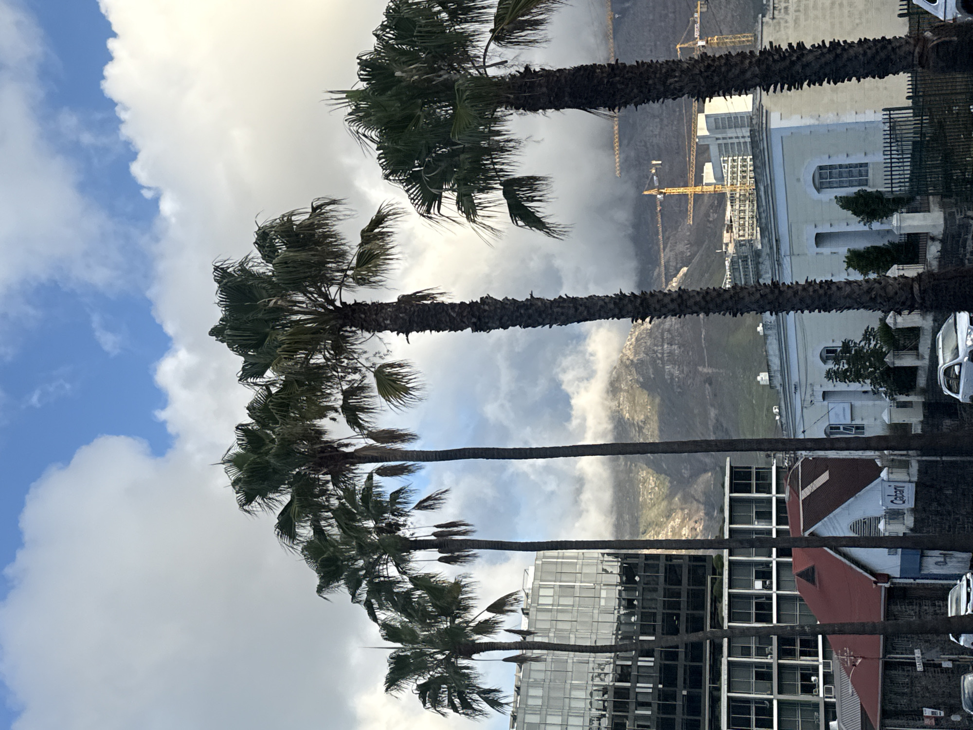 The image captures a street scene in Cape Town, South Africa, framed by palm trees. In the background, a mountain is visible, partially obscured by clouds. Construction cranes dot the landscape near the mountain. Closer to the foreground, buildings of varying styles are visible, including modern glass structures and older, light-colored buildings. A building with a red roof is also seen. The sky is a mix of blue and heavy clouds. The image is taken from a slightly low angle, emphasizing the height of the palm trees against the urban backdrop.