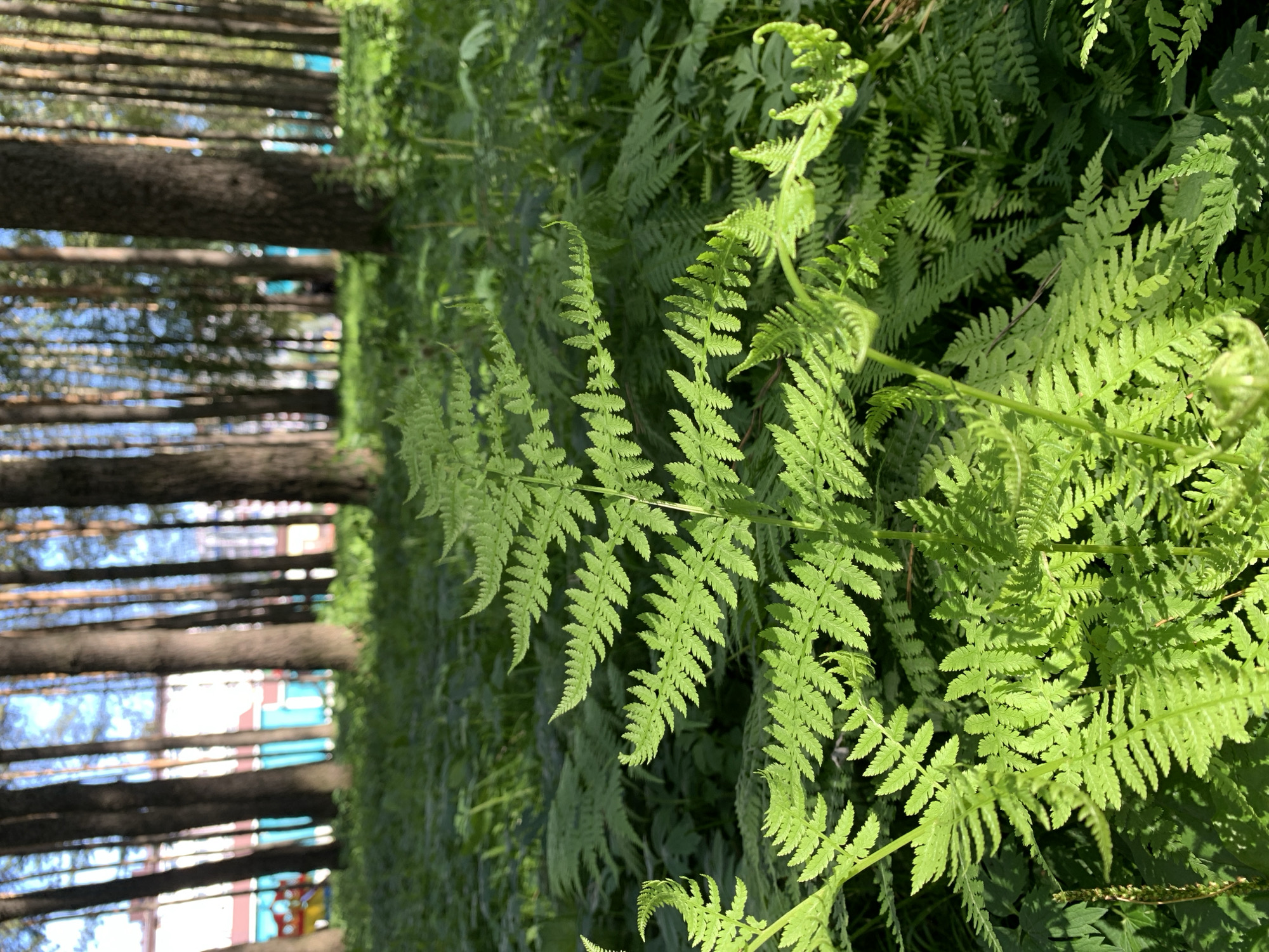 A sunlit forest floor is covered in lush green ferns. In the background, the trunks of tall pine trees are visible, with buildings and a playground structure discernible through the trees. The image appears to have been taken in an urban park or wooded area within the city of Prokopyevsk, Russia.