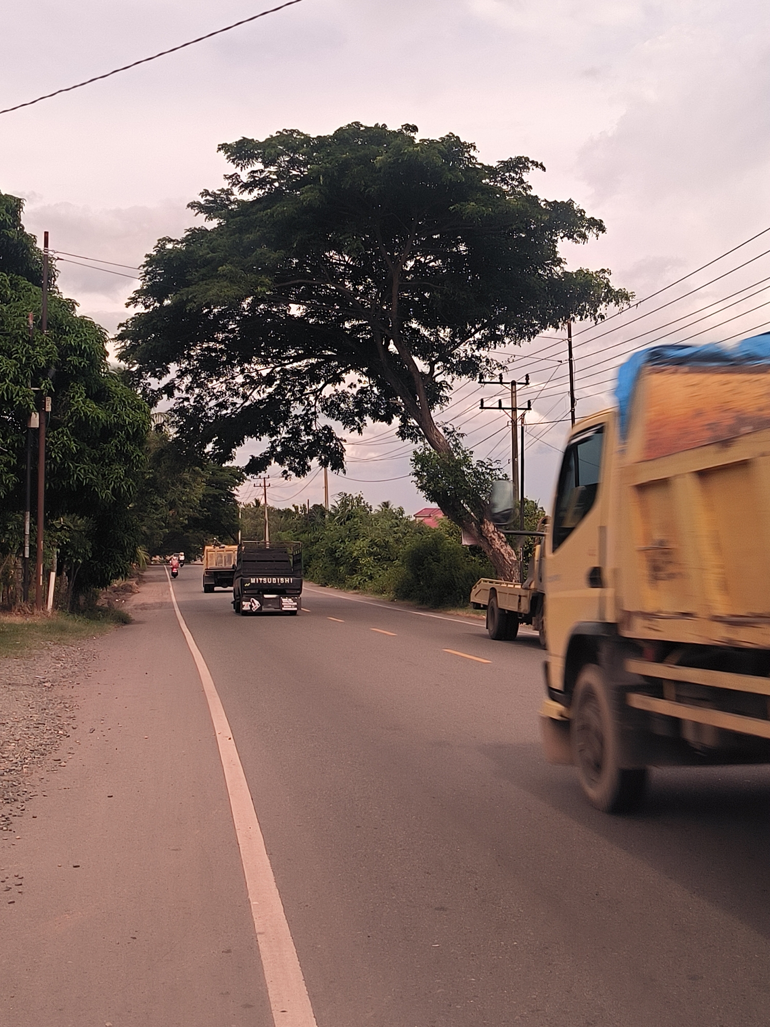 The image captures a perspective view of a paved road in a semi-rural setting in Lampanahtunong, Indonesia, likely in the late afternoon or early evening due to the soft, diffused lighting under an overcast sky.
The road, marked with a solid white line on the left edge and partially visible yellow lines, recedes into the distance. On the immediate right, a yellow dump truck appears heavily blurred, indicating it is in motion, passing the viewer. Further down the road, a black flatbed truck with the text "MITSUBISHI" visible on its rear is driving in the same direction. Behind it, another yellow dump truck is visible, and in the far distance on the left, a person on a red motorcycle can be seen.
Both sides of the road are lined with dense green foliage and tall trees. On the left, a dirt shoulder runs alongside the asphalt, backed by a row of leafy trees and utility poles. On the right, a particularly large tree with dark green leaves leans prominently over the road. Utility poles and a network of power lines are also visible along the right side of the road, extending towards the horizon.
The scene depicts everyday transit along a country road, characterized by a mix of natural elements like lush trees and man-made infrastructure such as the paved road, vehicles, and power lines. No particular emotions are discernible.
