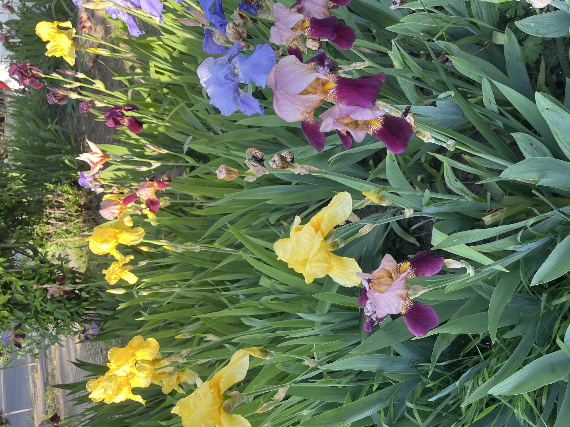 A garden bed in Krasnodar, Russia, is filled with a variety of irises. The flowers include yellow, blue, and bi-colored varieties with purple and pink petals. The irises are surrounded by long, green leaves. The scene appears to be a sunny day.