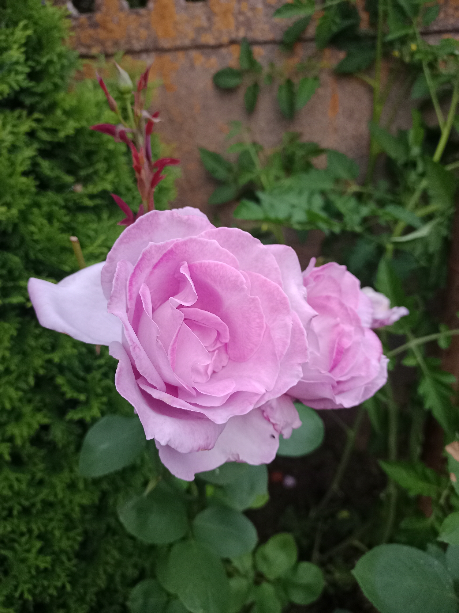 A close-up shot captures two delicate pink roses in bloom, with another bud visible in the background. The roses, a pale pink fading to white on their outer petals, are the primary focus, their intricate layers of petals suggesting a soft texture. They are set against a backdrop of lush green foliage and a rough, reddish-brown textured wall, possibly a brick or stone surface, which appears slightly weathered. The lighting suggests an overcast day, creating soft shadows and even illumination on the flowers. The scene evokes a natural, perhaps garden setting, with the dense green plants on the left and the climbing vines or bushes on the right contributing to the outdoor atmosphere. The overall impression is one of natural beauty and tranquility. The location is in the vicinity of Хацежынскі сельскі Савет, Belarus.