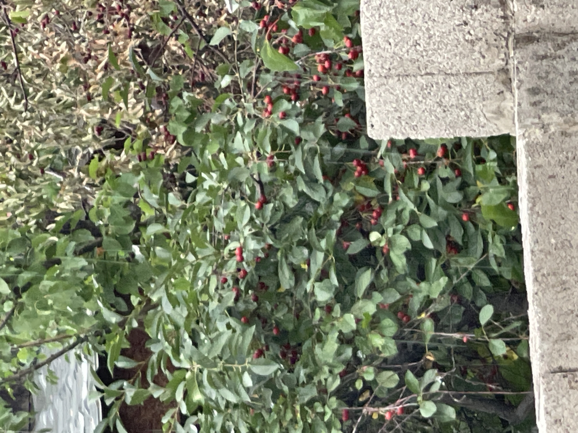 A medium shot displays a dense cluster of greenery, characterized by numerous small, red berries interspersed with abundant green leaves. The foliage appears somewhat overgrown, with some branches and leaves overlapping extensively. On the right side of the frame, a textured, light-colored concrete structure is visible, running vertically and taking up approximately one-fifth of the image. This concrete appears to be part of a building or wall, with a visible seam running down its center. The image is oriented vertically, with the bottom of the concrete structure appearing in the upper portion of the frame and the greenery extending downwards. The overall impression is of an outdoor scene, possibly a garden or a natural area adjacent to a building, with an emphasis on the plant life and its fruit. The lighting suggests it is daytime, but no specific time or weather conditions are evident. There is no visible text in the image.