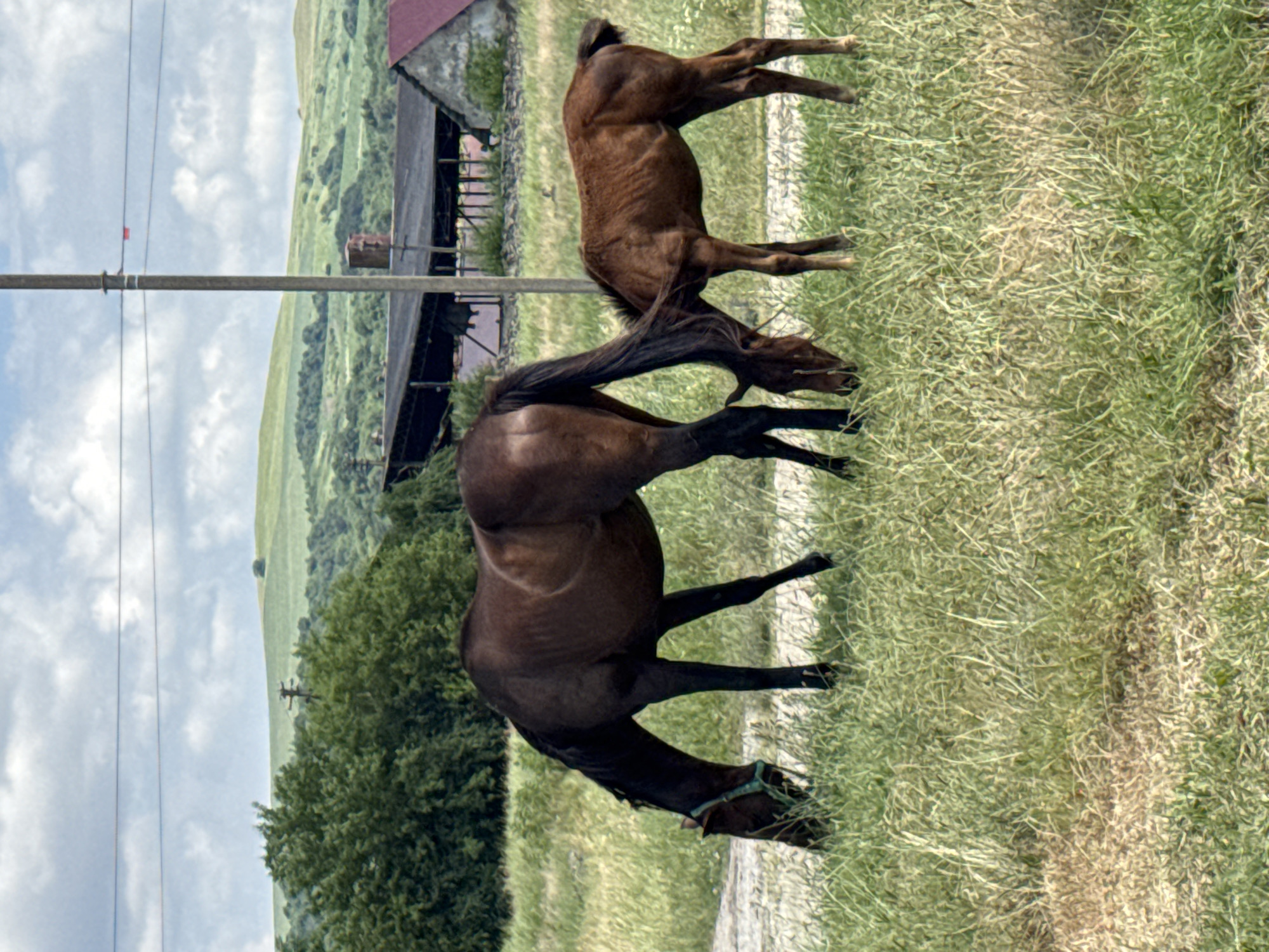 Two horses, an adult and a foal, are grazing in a grassy field with dry patches. The adult horse is dark brown and is wearing a green halter. The foal is a lighter shade of brown. In the background, there is a row of trees, a long, dark-colored structure that appears to be a barn or shelter with a damaged roof, and a smaller building with a red roof. A utility pole with wires runs vertically through the scene, slightly off-center to the right. The sky is cloudy with patches of blue. The terrain beyond the immediate field consists of rolling green hills. The scene is outdoors and appears to be in a rural or semi-rural setting, possibly on the outskirts of Zassovskaya, Russia, given the architectural style and landscape.