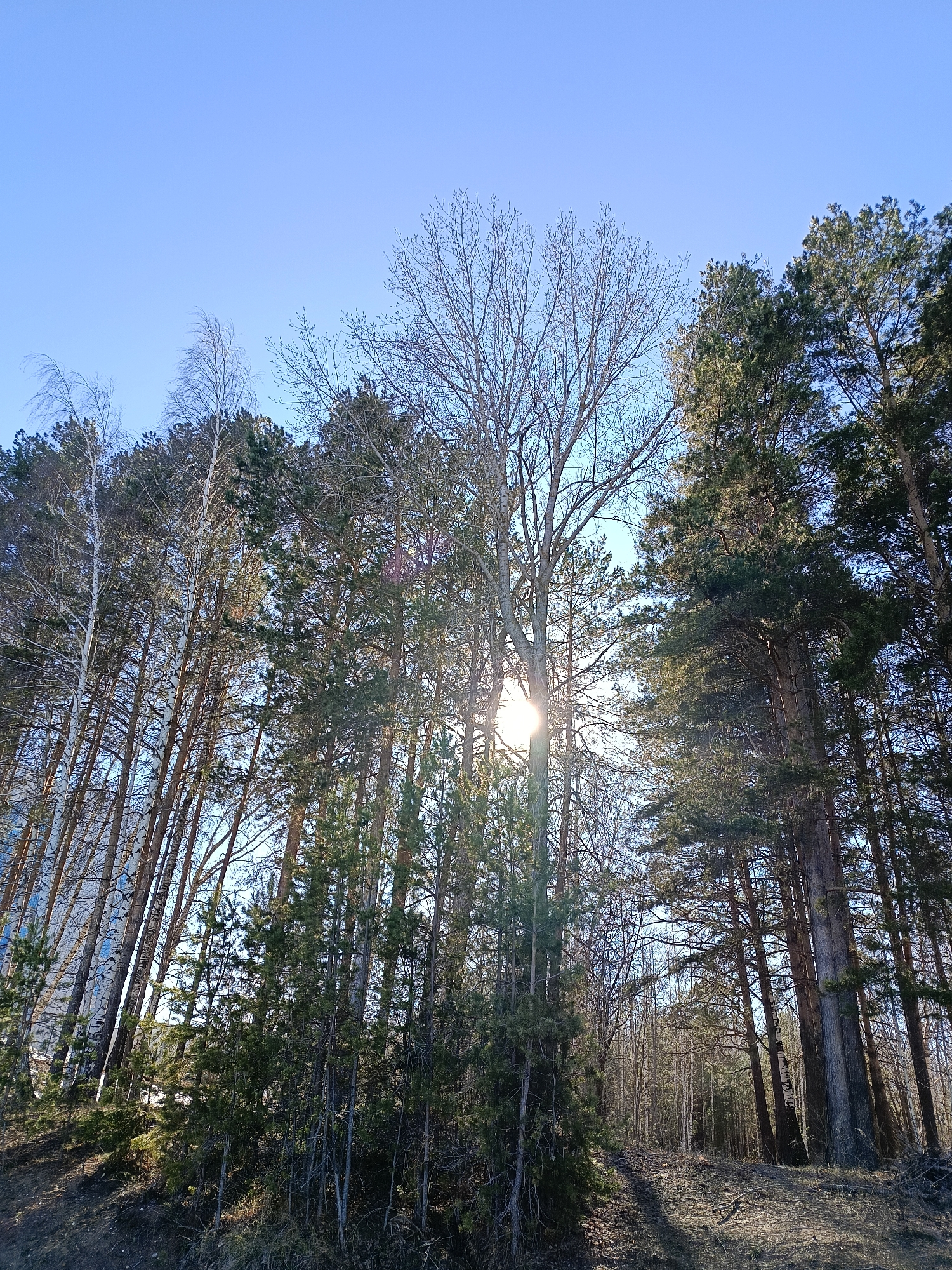 The image shows a low-angle view of a forest in the city of Chaikovsky, Russia. The sky is clear and blue. The trees are a mix of evergreens and deciduous trees. The sun is visible through the trees. The ground is covered in fallen leaves and branches.