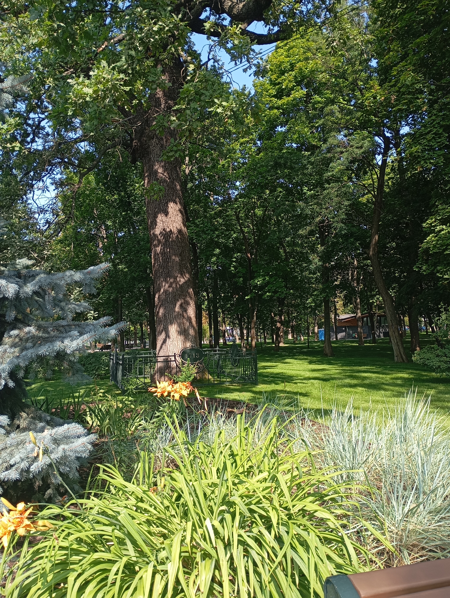 The image depicts a park scene in Kharkiv, Ukraine, on a sunny day. In the foreground, there are lush green plants and two orange lilies in bloom. To the left, a large blue spruce tree dominates the frame, its needles catching the sunlight. Behind the foliage, a large tree with a textured trunk stands tall, casting a shadow on the manicured green lawn that stretches into the background. A black wrought-iron fence encloses the base of the large tree, which has a plaque with the number "718" on it. Further back, the park features more trees, a paved pathway, and a small wooden building with a dark roof. The overall impression is one of a well-maintained public space bathed in natural light.