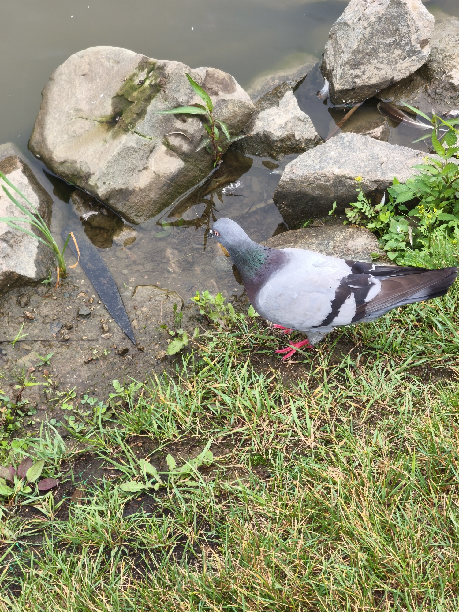 A grey pigeon with iridescent green and purple neck feathers and black and white wing markings stands on wet grass near the edge of a body of water. Large, grey rocks are partially submerged in the water. A long, dark, flat object, possibly a piece of debris or a natural element like a large leaf or wood fragment, lies in the shallow water. The area is surrounded by green grass and vegetation, with some small yellow flowers visible in the distance. The overall scene depicts an outdoor environment, likely a park or natural area adjacent to water. The specific location in Russkiy, Russia, is noted.