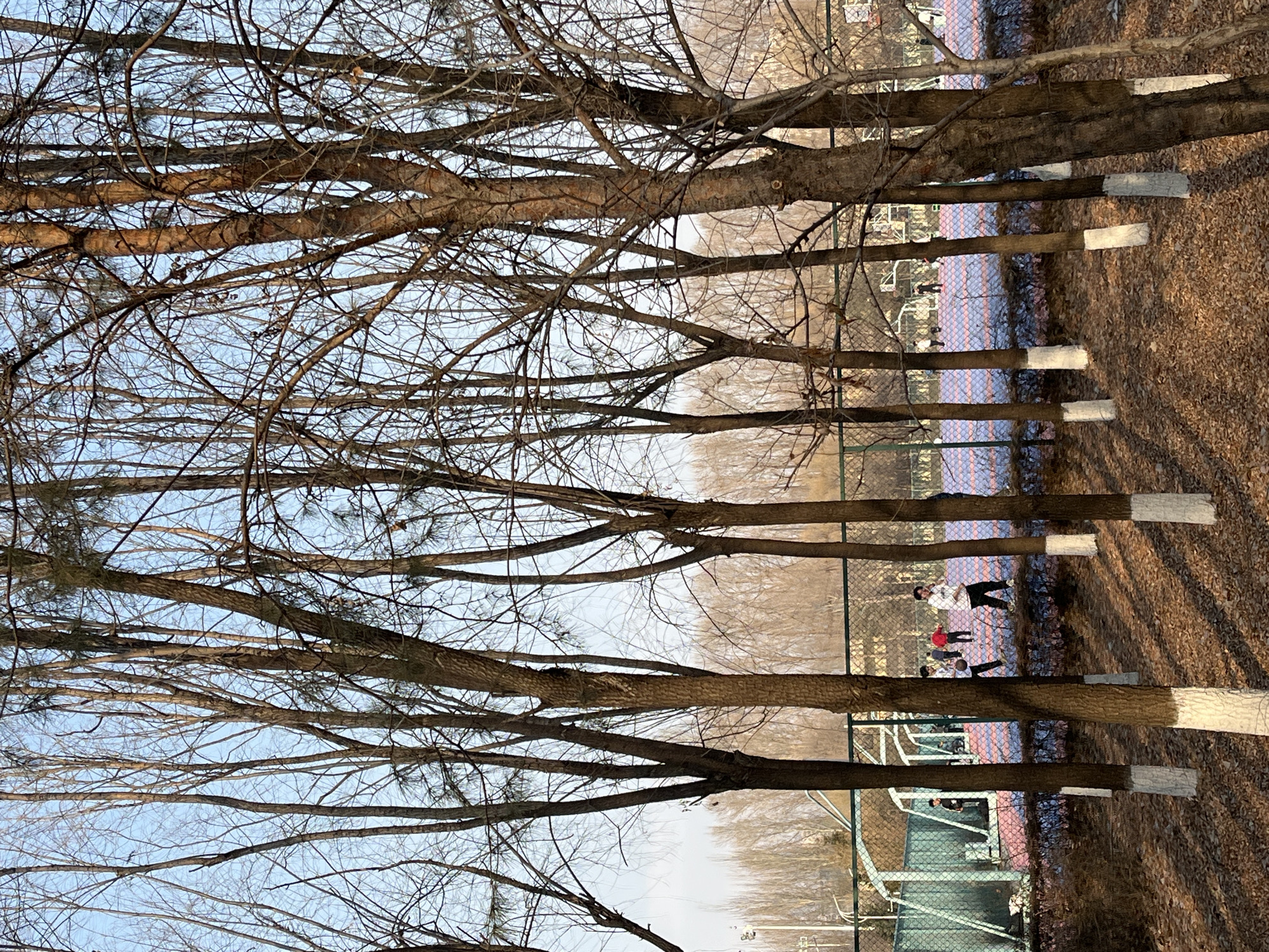 The image displays an outdoor scene in Changchun City, China, characterized by late afternoon sunlight and bare trees, indicative of late autumn or early winter. In the foreground, numerous deciduous trees with dark brown trunks stand on ground covered by a thick layer of dry, brown fallen leaves. Several of these tree trunks exhibit a white painted band around their base. Long shadows from the trees stretch across the leaf-covered ground.
Beyond the foreground trees and foliage, a dark green chain-link fence encloses a brightly colored basketball court. The court surface is predominantly blue with prominent pink or red sections. Approximately 8 to 10 individuals, primarily young adults or teenagers, are present on or immediately adjacent to the court. Several are engaged in playing basketball; one individual is distinctly visible dribbling a basketball. Two basketball hoops with backboards and nets are observable on the court. In the background, a dense line of more bare-branched trees extends into the distance, with faint outlines of urban structures and utility poles visible towards the far left under a clear, light blue sky.
