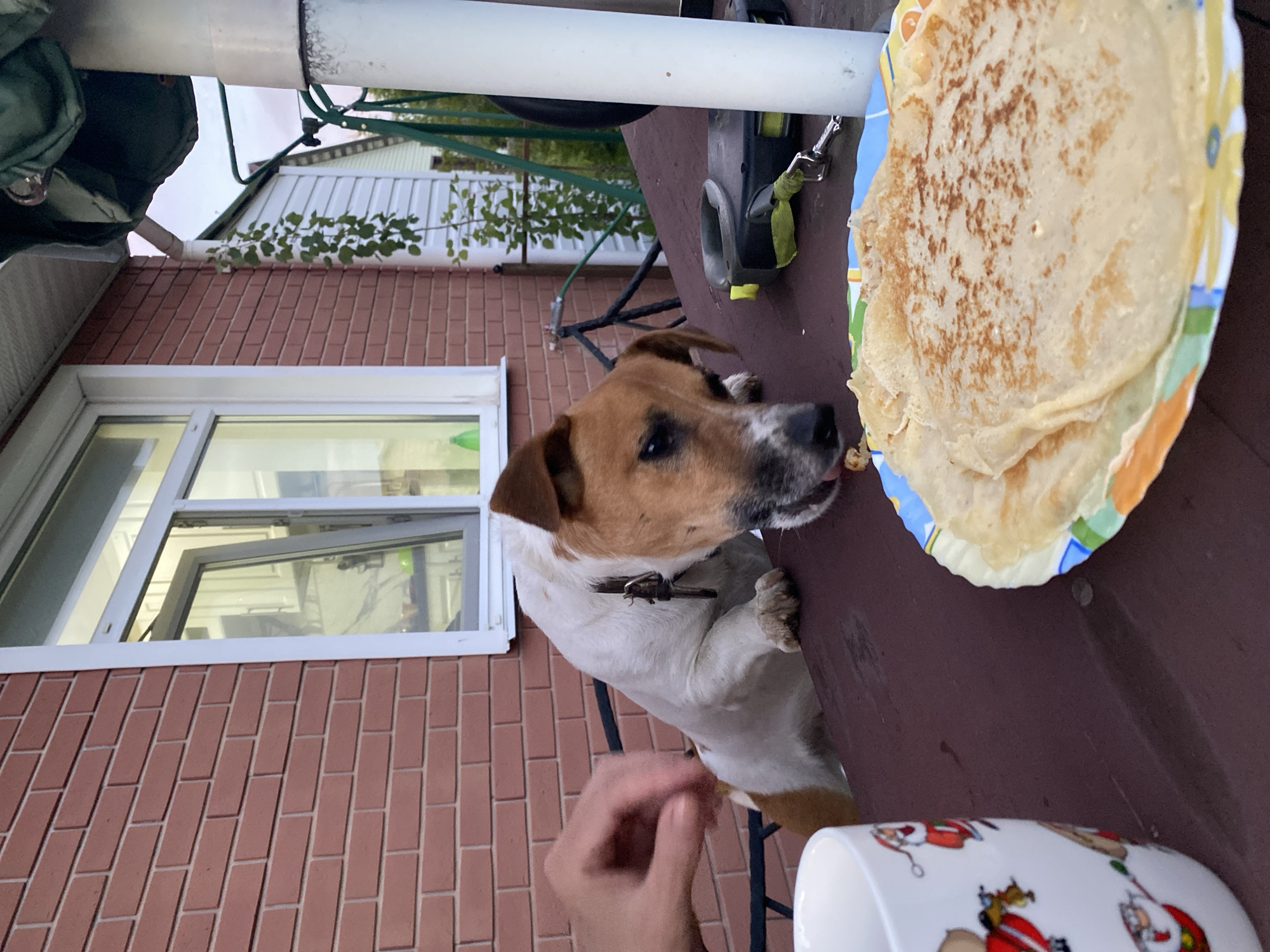 An outdoor shot shows a Jack Russell Terrier leaning over a dark brown table, eating from a plate of pancakes. The dog has white and tan fur and wears a brown collar. A human hand is visible in the upper left of the frame, holding a small piece of food near the dog's mouth. To the left of the dog, a white mug with a festive Santa Claus design sits on the table. In the background, a red brick wall with a white-trimmed window can be seen. A white PVC pipe stands to the right of the table. The scene appears to be in a backyard or patio area. The image was taken in Bol'shoe Zaborod'e, Russia.