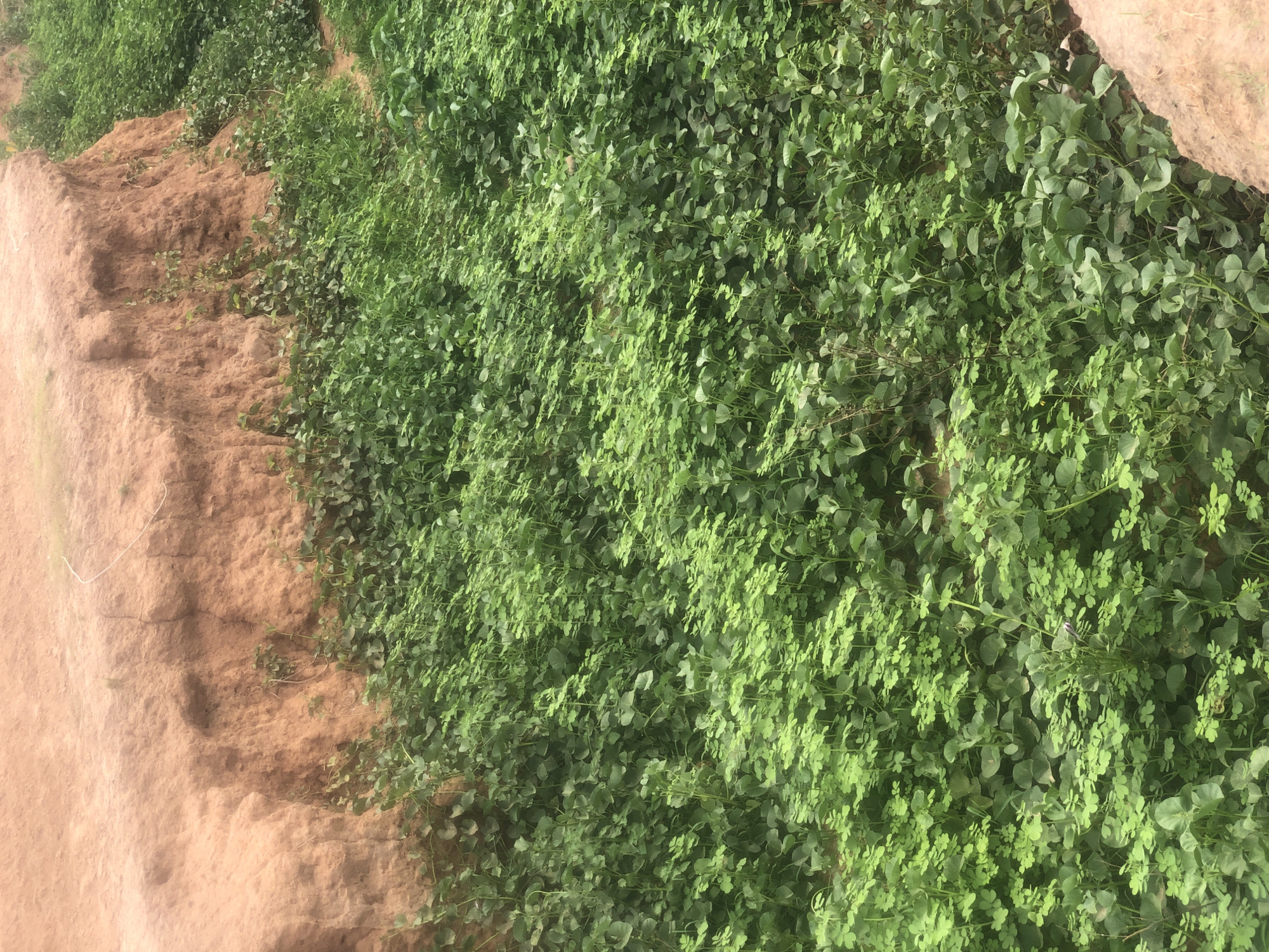 This image shows a field in Kashere, Nigeria. A sandy bank is on the left side of the image. The ground is covered in dense green vegetation on the right side. There are no people or animals visible in the image.