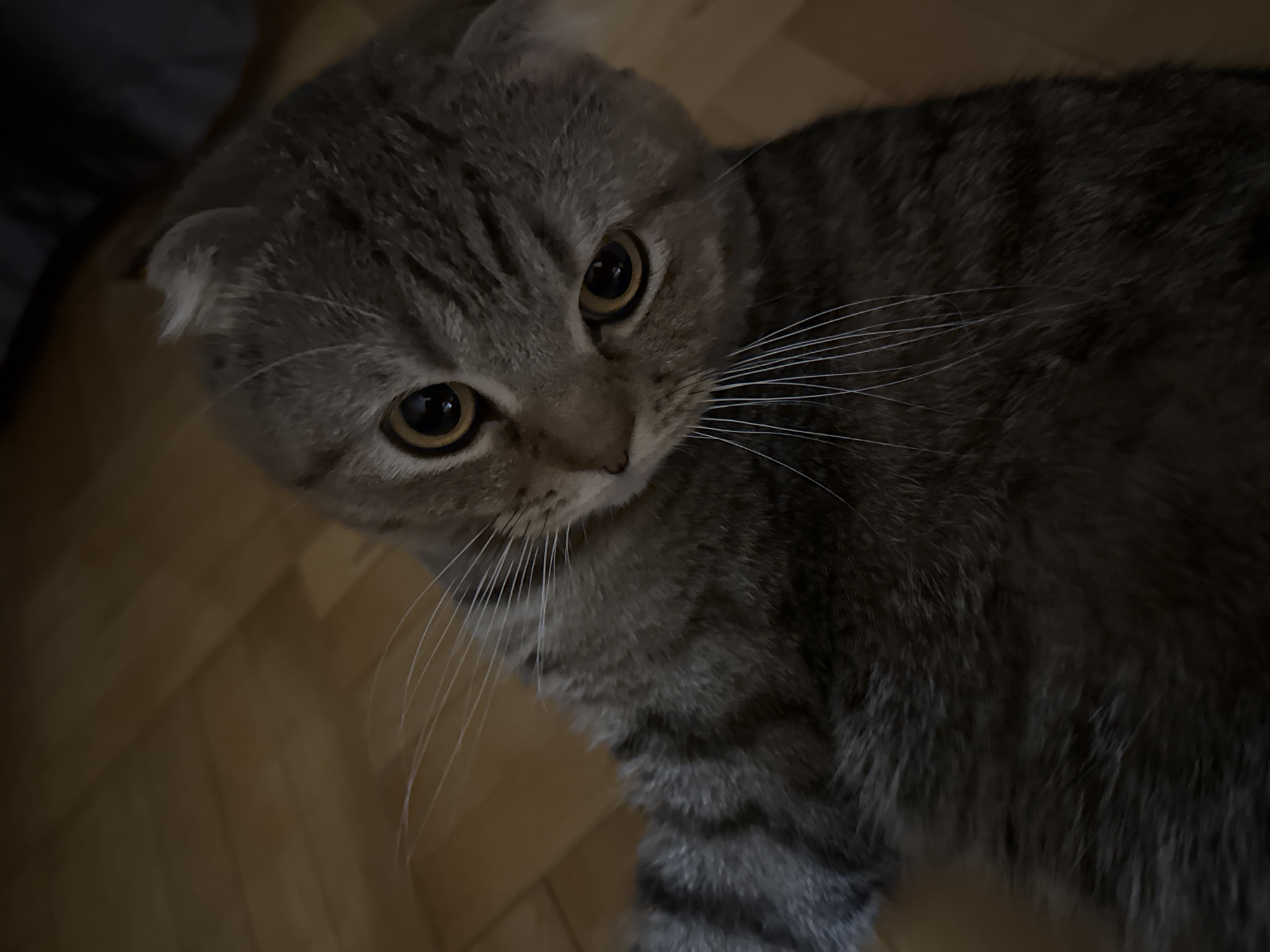 A gray tabby Scottish Fold cat is lying on a light brown wooden floor. The cat is looking up at the viewer with its golden eyes. Its ears are folded down against its head, characteristic of the breed. The cat's fur is striped in various shades of gray. Part of a dark gray object is visible in the top left corner of the image. The location is Unknown, Unknown.