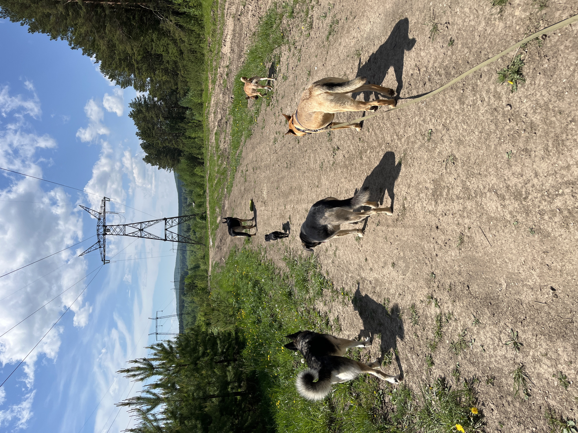The image depicts a rural scene in Nizhny Tagil, Russia. The ground is dirt and sparse vegetation, with a power line tower dominating the left side of the frame against a blue sky with scattered clouds. There are six dogs present, varying in size and coloration; one is on a leash. The scene is bright with stark shadows cast by the sun.