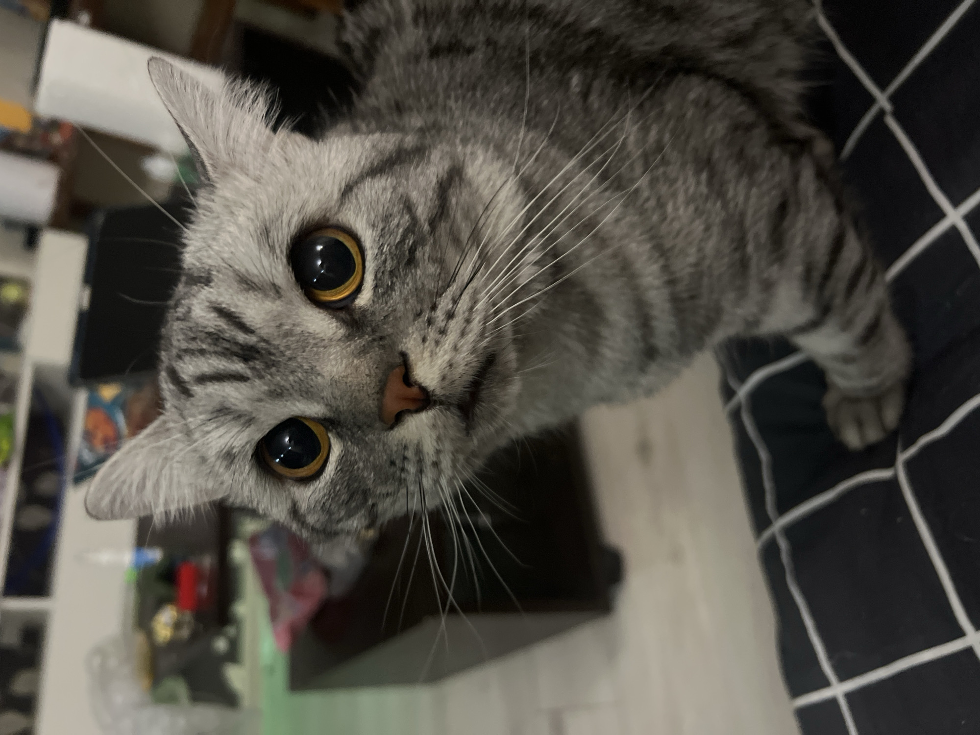 A gray tabby cat with striking amber eyes is closely framed in the shot. The cat is facing the camera with its head tilted, giving a somewhat downward-angled perspective. The cat's fur is a mix of gray and darker gray stripes, and its whiskers are prominent. The background is partially visible and includes a black-and-white patterned surface, which could be bedding or furniture. Additionally, some blurred objects are visible on the left side, hinting at a room environment. While it is unknown if this image was taken in the city of Chaikovsky, Russia.