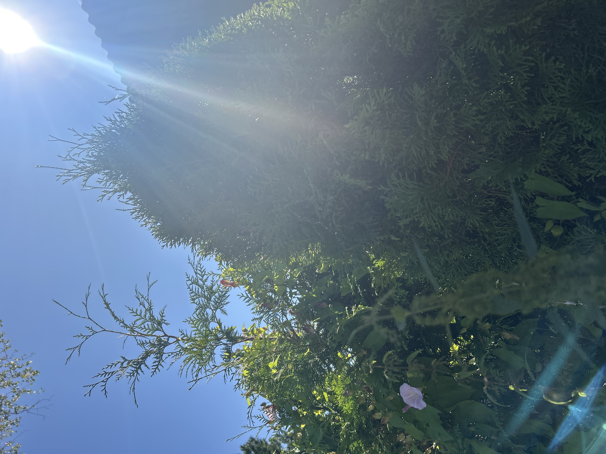The image depicts a sunlit outdoor scene featuring dense green foliage, primarily consisting of two conifer trees. The sun is positioned high in the sky, casting bright rays and lens flare across the upper right portion of the frame. A single light purple flower is visible on a vine amidst the greenery on the left side of the image. The sky is a clear, vibrant blue. The setting appears to be a garden or natural area within the city of Kalitsino, Russia, given the context of the prompt. There are no people or animals visible in the image.