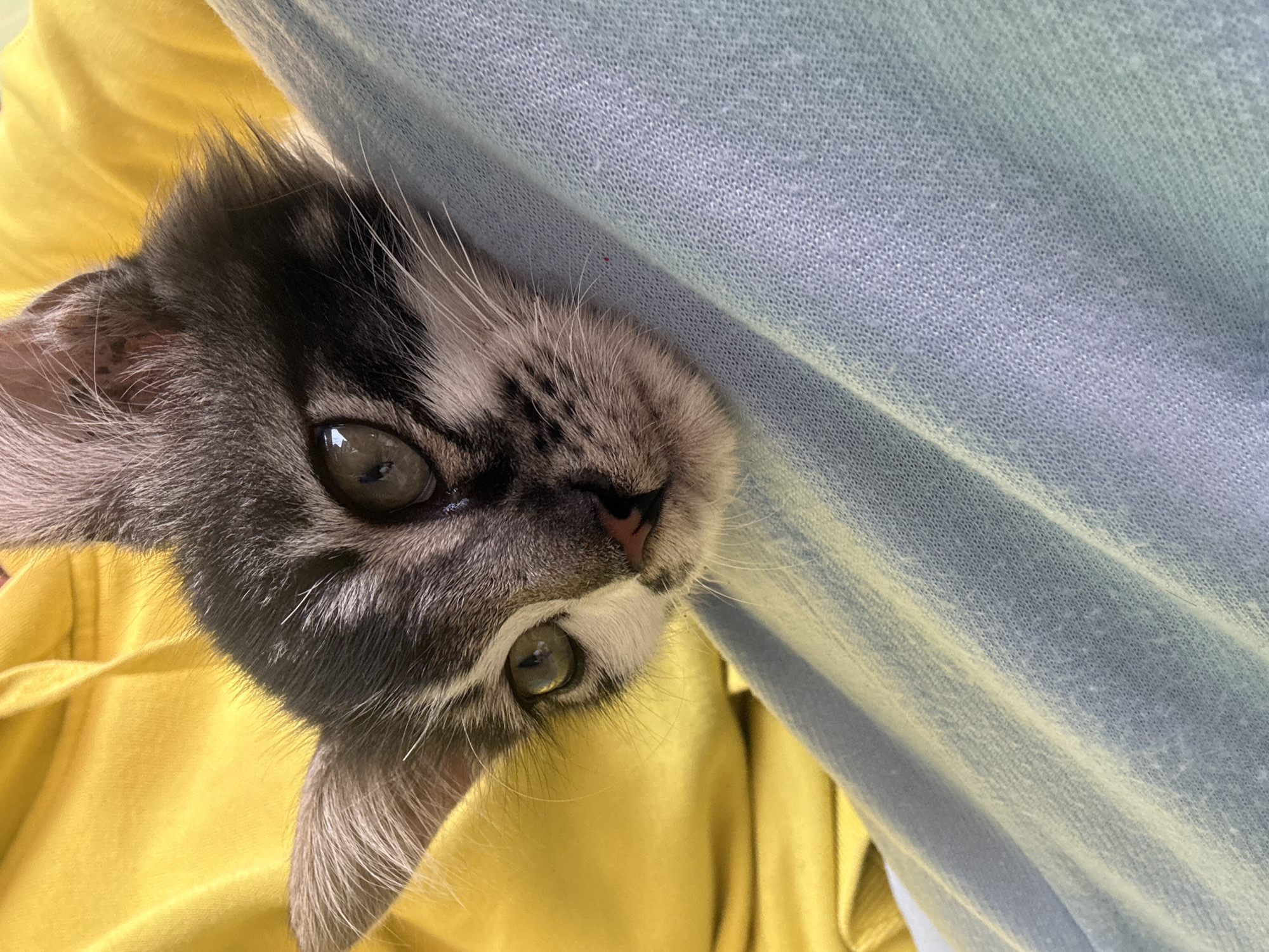 A close-up, eye-level shot shows a tabby kitten with gray and white fur, peeking out from behind a light blue fabric. The kitten's face is turned to the right, with its right eye and part of its nose visible. The kitten's left ear is also visible, against a yellow fabric background. The lighting is natural and soft, highlighting the kitten's features and the textures of the fabrics. The scene is likely indoors, given the comfortable setting. There is no information about the location in Pasirlangu, Indonesia.