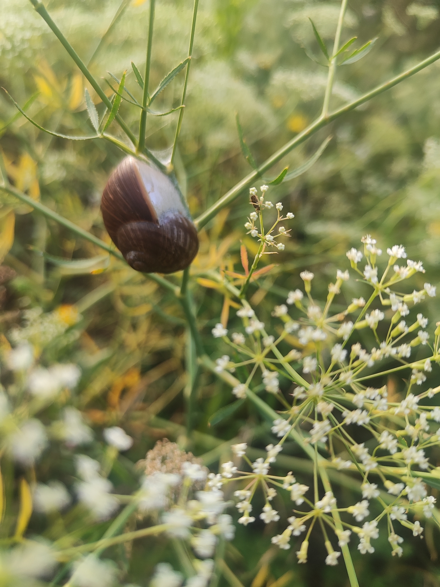 A snail clings to a thin green stem, its dark brown shell spiraling upwards. The snail is positioned slightly off-center in the frame, with its shell prominently displayed. The background is a blur of green and yellow, suggesting a natural outdoor setting. Delicate white flowers, clustered on thin stems, are scattered throughout the image, some in sharp focus and others softly blurred. One small insect can be seen on a stem near some of the white flowers. The lighting is soft, hinting at either early morning or late afternoon. The overall impression is one of a peaceful, quiet moment in nature. There is no visible text in the image.
