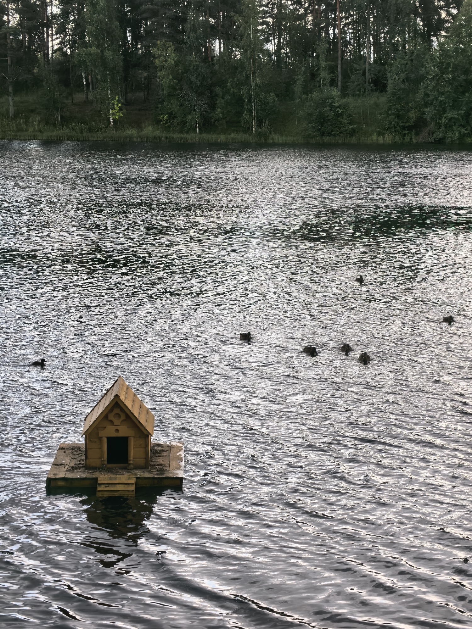 A wooden duck house floats on a rippling body of water, likely a lake or pond, with a dense forest lining the background. Several ducks are swimming in the water, some near the duck house and others further out. The overall scene suggests a natural, tranquil environment. The location is identified as Pavlovo, Russia.