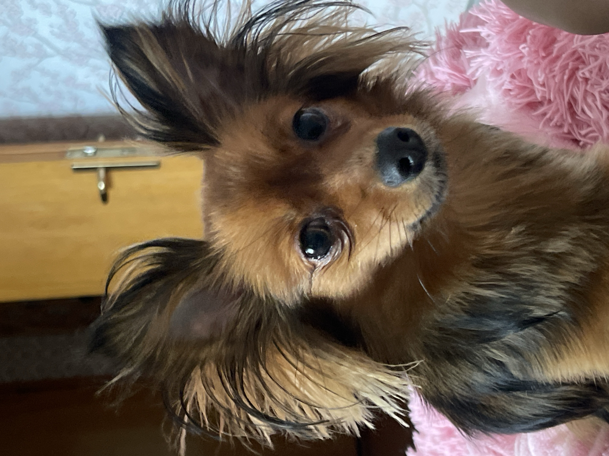 This is a close-up, high-angle, portrait-oriented photograph of a small, long-haired dog. The dog's head is tilted, and its face is centered in the frame, with its fur being predominantly reddish-brown and black. Its ears are large and pointed, with the right ear flopping down over its face. The dog has dark, expressive eyes and a black nose.
The background is softly blurred, but a portion of a light-colored, patterned curtain is visible behind the dog. To the left of the dog, a wooden surface with a metal latch is discernible, suggesting it might be part of a drawer or box. To the right and behind the dog, a fluffy pink object, likely a blanket or cushion, occupies a significant portion of the frame.
The lighting appears to be indoor, possibly from natural light sources, as there are no harsh shadows. The image has a warm tone. The dog's fur appears slightly damp in some areas, particularly on its ears, hinting at a recent bath or exposure to moisture. The overall impression is of a candid and intimate shot of a pet. There is no visible text in the image.