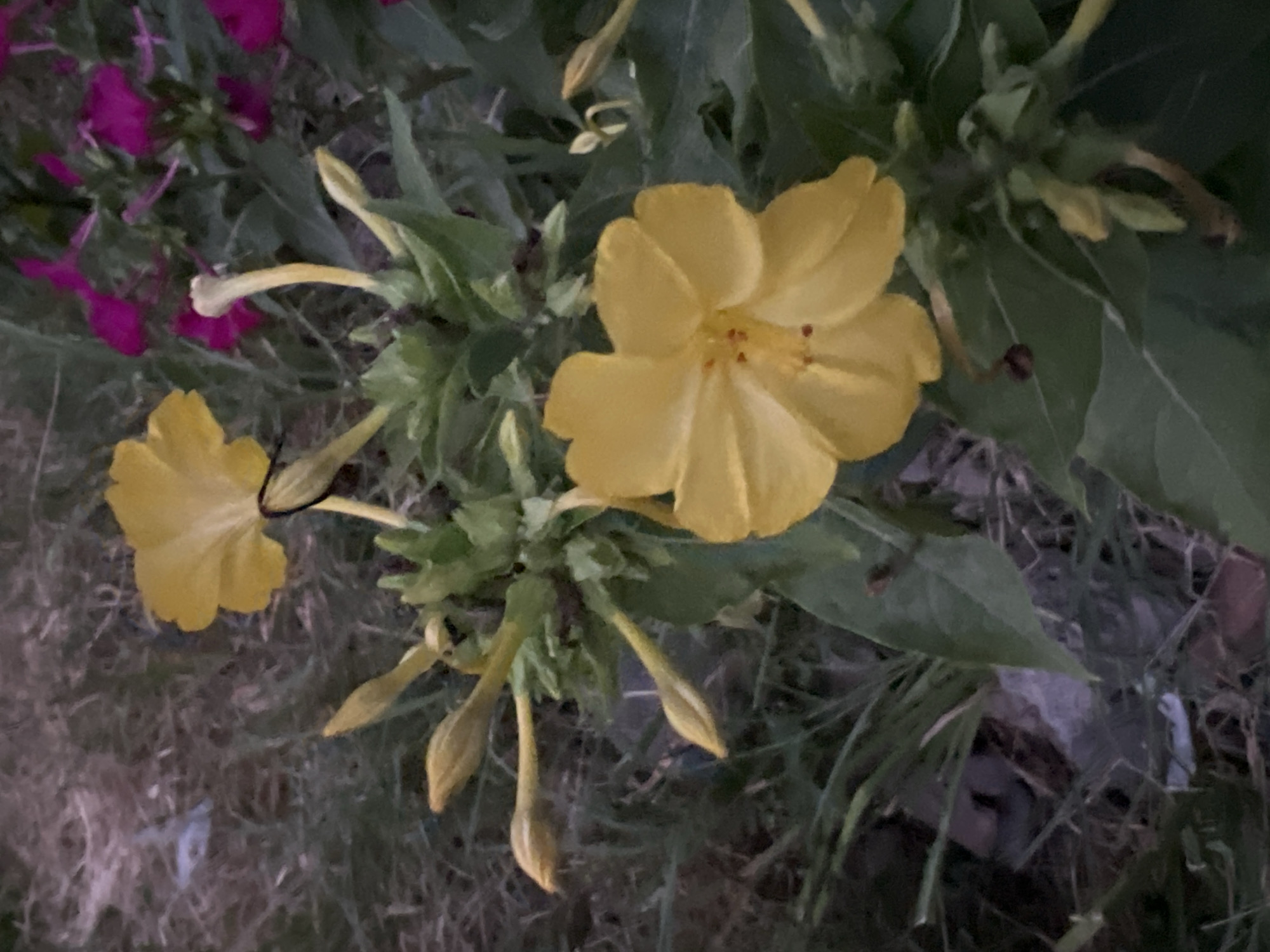 A close-up, eye-level shot captures a cluster of yellow flowers in bloom, set against a background of dry grass, green foliage, and scattered pink flowers. The lighting suggests either dawn or dusk, creating a subdued atmosphere. In the foreground, a large yellow flower dominates the right side of the frame, its petals unfurled and vibrant. Several buds and unopened flowers of the same yellow hue are visible, some pointing upwards and others slightly curved. A few small, dark insects are present on the leaves and stems. In the background, clusters of small, bright pink flowers add a contrasting splash of color. The ground beneath the plants appears to be covered in dry, sparse grass and some litter, including a pale, translucent object. The overall scene is of a wild or semi-cultivated garden, with no indication of human presence or urban infrastructure, making it impossible to determine a specific location within Tashkent, Uzbekistan.