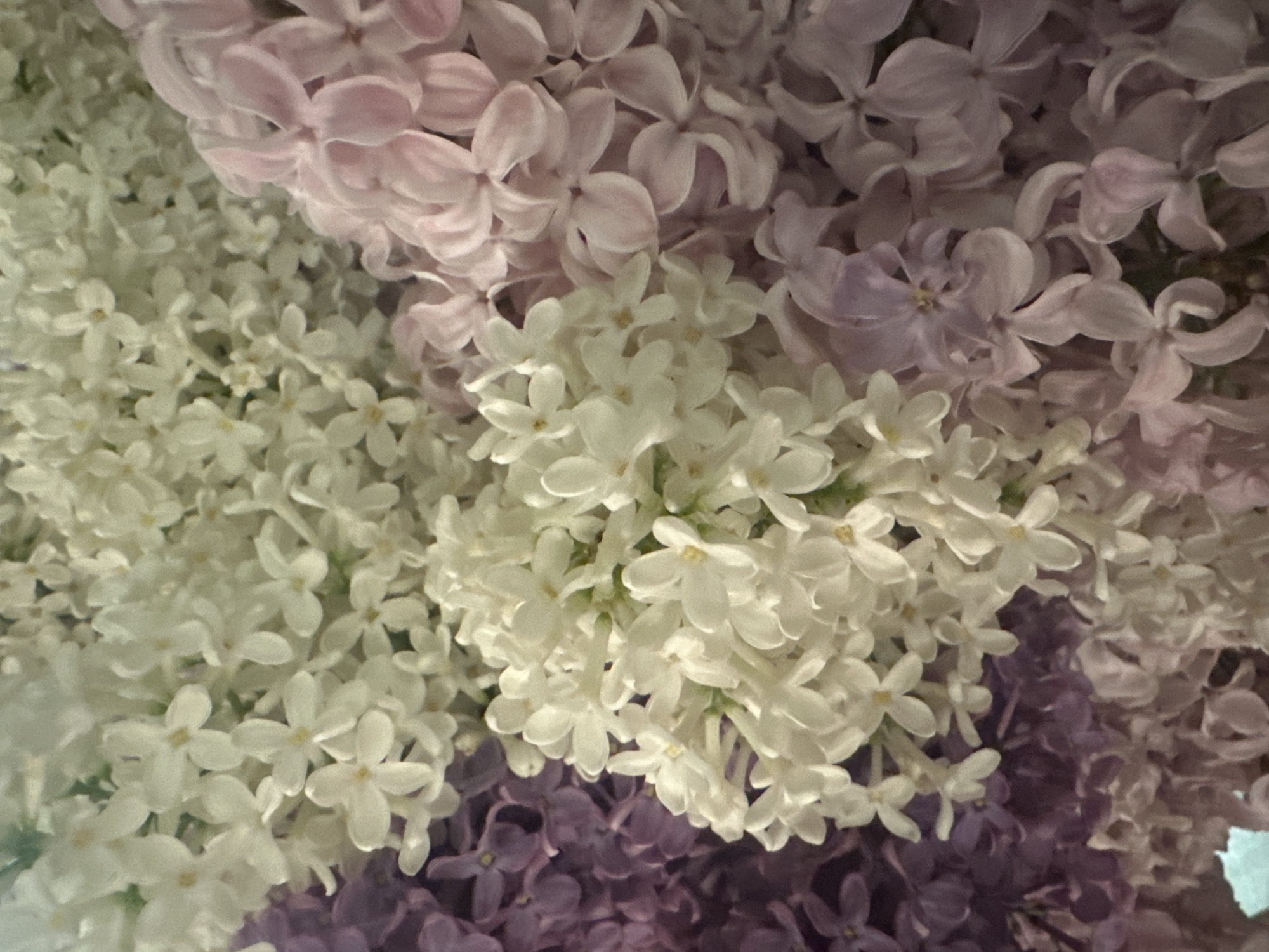 The image shows a close-up view of a cluster of lilacs in various colors including white, pink, light purple, and dark purple. The flowers are densely packed together, filling the frame. The location is not discernible from the image. No people, actions, or interactions are visible. The environment appears to be contained and without context.