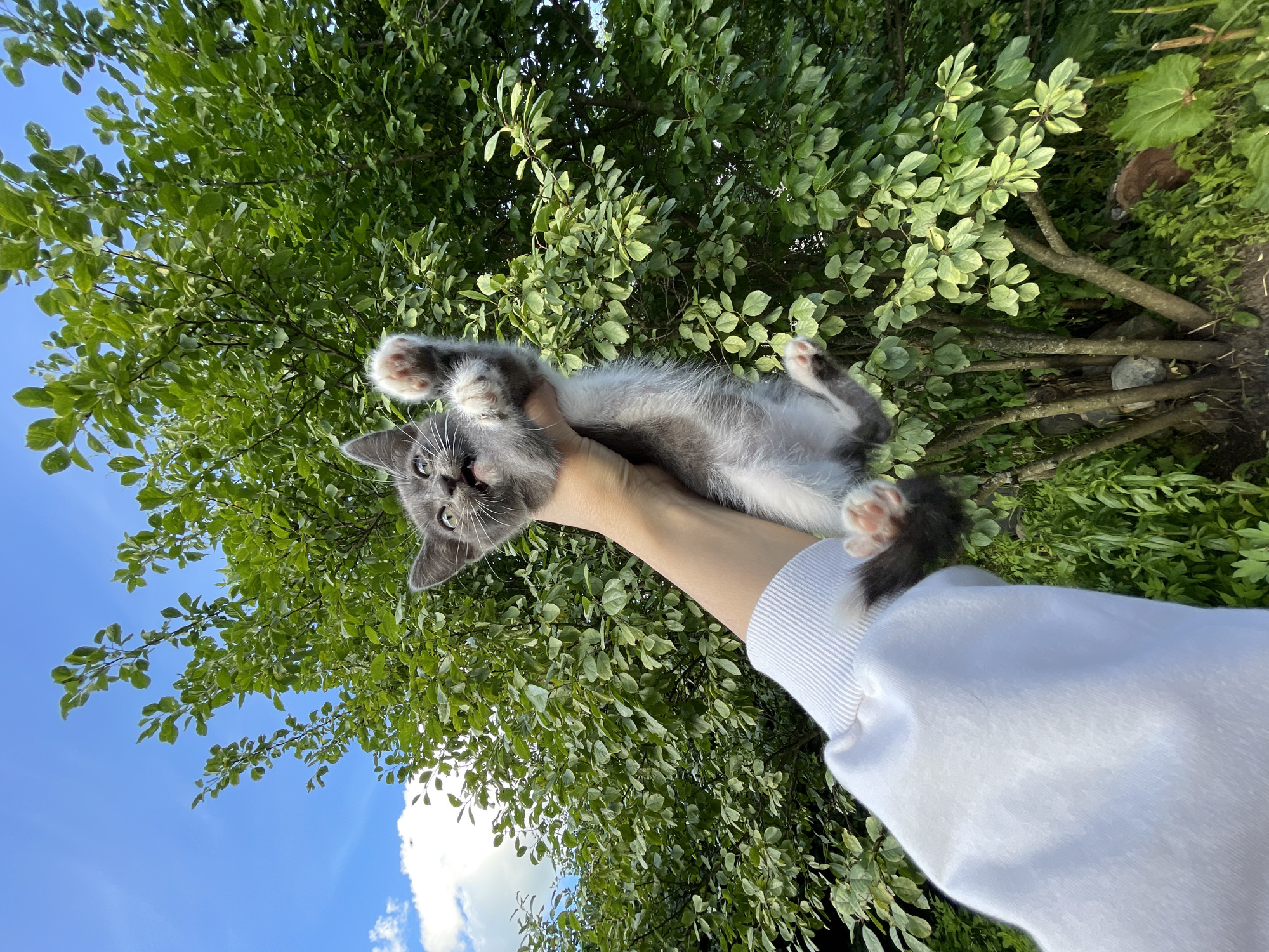 The media file shows a person holding a gray and white kitten up in the air outdoors. The person's arm and a white sleeve are visible, holding the kitten by its belly. The kitten is looking up and appears to be playing or reaching out. The background consists of lush green foliage from trees and bushes, with a bright blue sky and some clouds visible. The lighting suggests it is daytime, likely sunny. The scene appears to be a casual, outdoor setting, possibly a garden or park. The overall mood is playful and joyful, with the kitten's pose and expression conveying a sense of fun and curiosity. There is no visible text in the media file. The location context is Заречный, Russia.