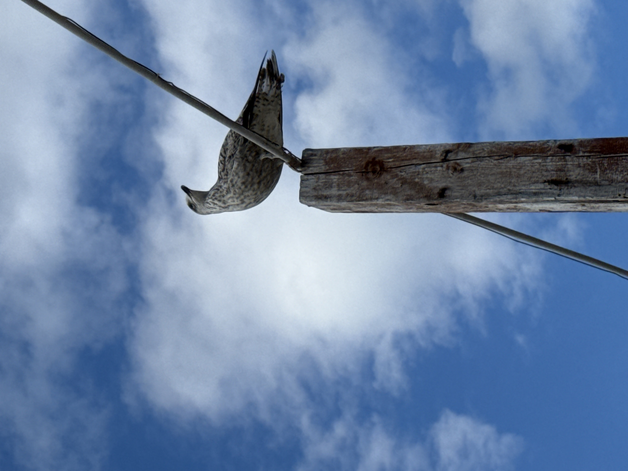 A seagull is perched on a weathered wooden post against a backdrop of blue sky with scattered white clouds. The seagull is facing upwards and to the left, with its head slightly cocked. A thin wire runs diagonally across the upper right portion of the image. The wooden post is rough and textured, showing signs of age and weathering. The image appears to be taken from a low angle, looking up at the seagull and sky. This scene is consistent with an outdoor environment, potentially near a coast or a body of water, such as the Baltic Sea coast in Międzyzdroje, Poland, a popular seaside resort town.