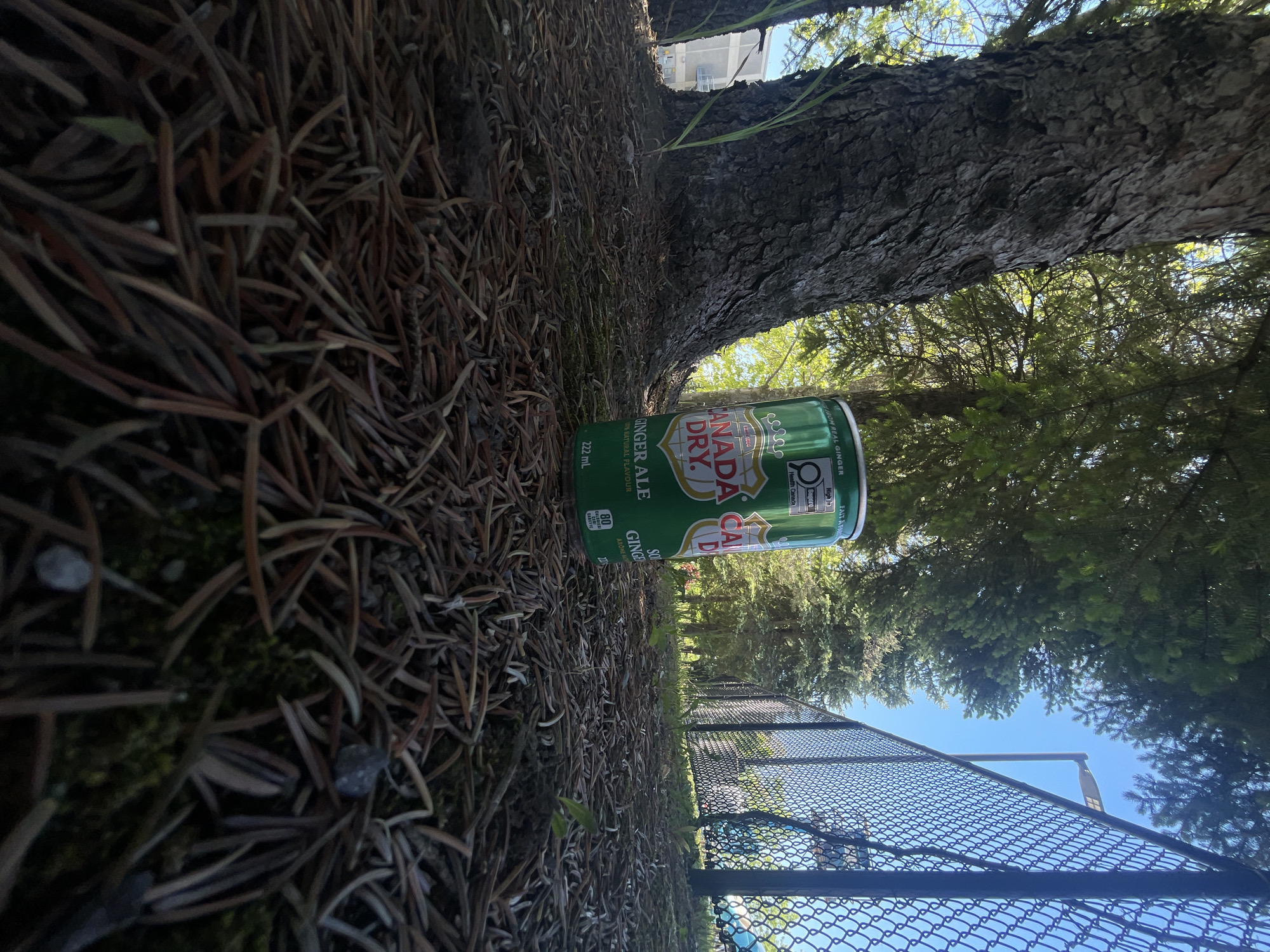 The image, taken at a low angle and rotated, depicts a green Canada Dry Ginger Ale can resting on the ground, which is thickly covered with brown pine needles and patches of green moss. The can is positioned close to the base of a large tree with textured, dark bark.
In the background, the scene transitions to a natural, outdoor setting under a clear, bright blue sky. Numerous evergreen trees with dense green foliage are visible, suggesting a wooded or park-like environment. A black chain-link fence stretches across the mid-ground, indicating a boundary for a property or recreational area. Faintly visible through the trees in the distance is part of a light-colored building.
The can clearly displays its branding: "CANADA DRY." and "GINGER ALE" with "NATURAL FLAVOUR." Additional legible text includes "222 mL," "80" (likely denoting calories), and "Health Canada." Partially visible phrases include "LIROM REAL GINGER," "High Sugars," "FAIT A PA," "SO," "GINGE," and "AROME." The clear sky and bright illumination suggest it is daytime with sunny weather. The image captures a still moment, with no discernible activity or people, presenting an outdoor scene likely within a park or green space in Ottawa, Canada.