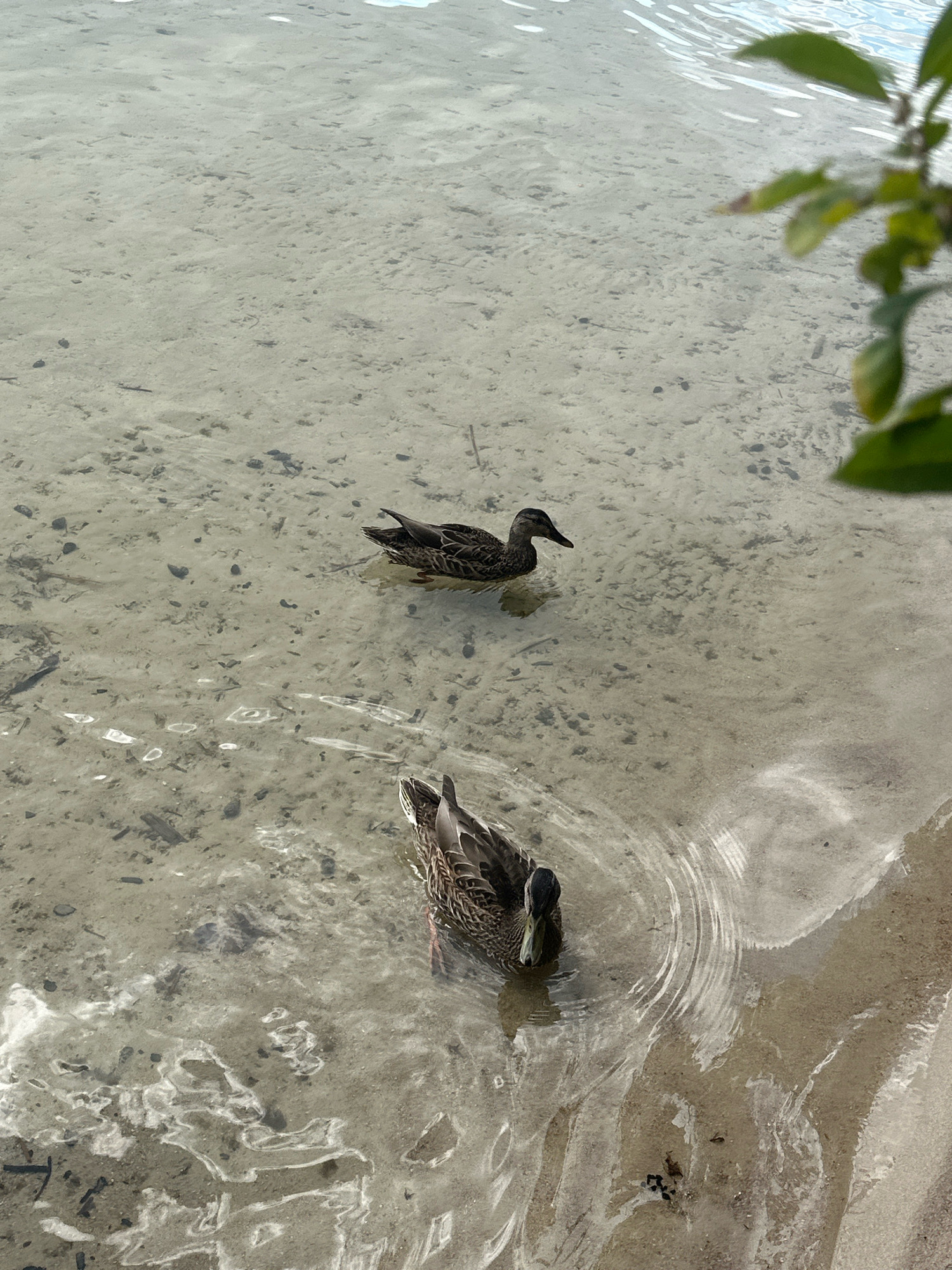 Two ducks swim in shallow, clear water over a sandy bottom. The water is illuminated by sunlight, creating reflections and ripples on the surface. The sandy bottom is visible through the water, with small pebbles and debris scattered across it. One duck is positioned in the lower right of the frame, facing left and creating concentric ripples. The other duck is further up and to the left, facing right. The scene appears to be a natural body of water, possibly a lake or riverbank, with hints of vegetation at the top right edge of the frame. The image does not provide any specific visual cues to confirm the location as Hatavičy, Belarus, or any other specific city.