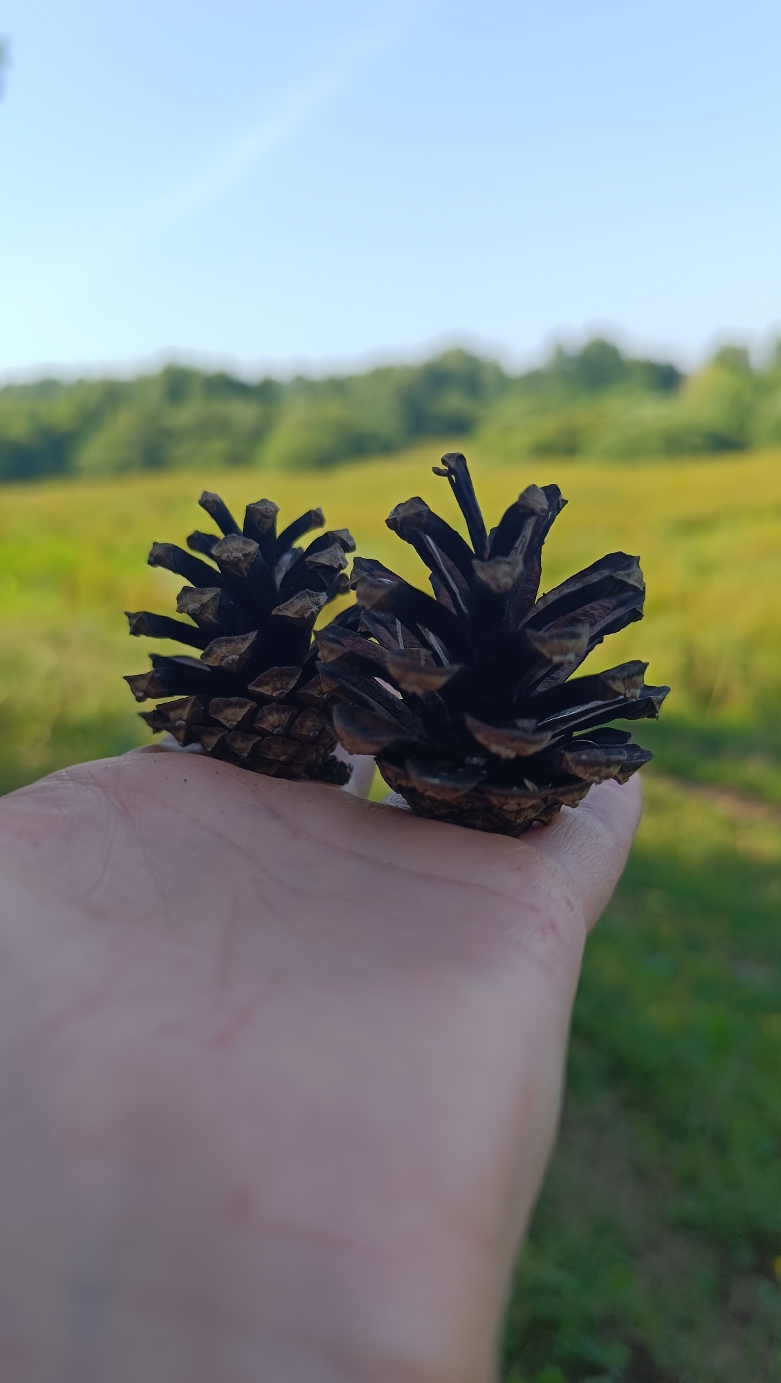 Two pinecones rest on an open palm against a blurred background of green foliage and a clear blue sky. The pinecones are dark brown with visible scales and appear to be dry. The hand is fair-skinned and positioned in the lower left quadrant of the frame. The environment suggests an outdoor, natural setting with a grassy field and trees in the distance. There are no indications of the city of Karsha, Russia, or any other specific location.